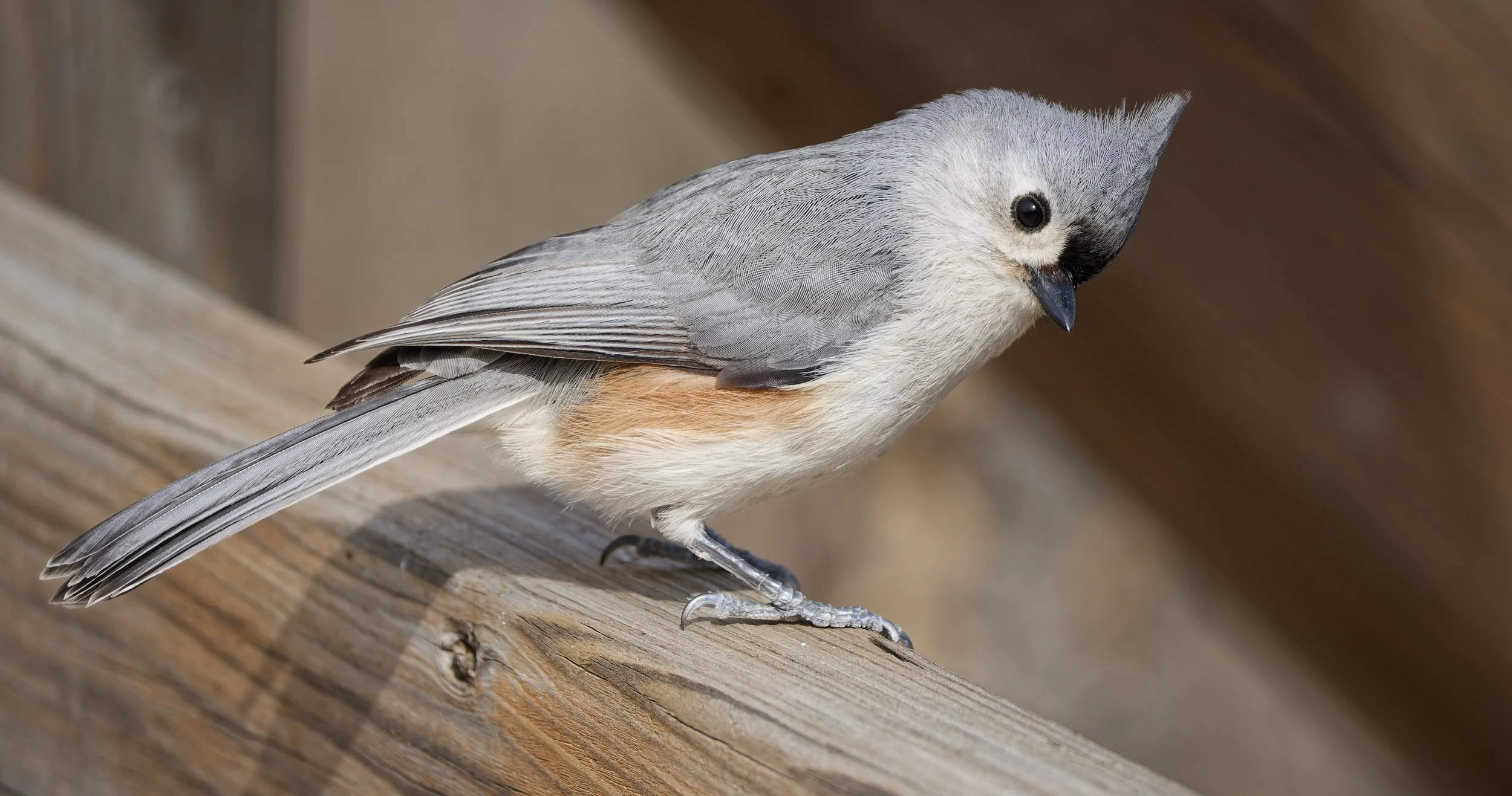 Tufted titmouse and the wooden structure