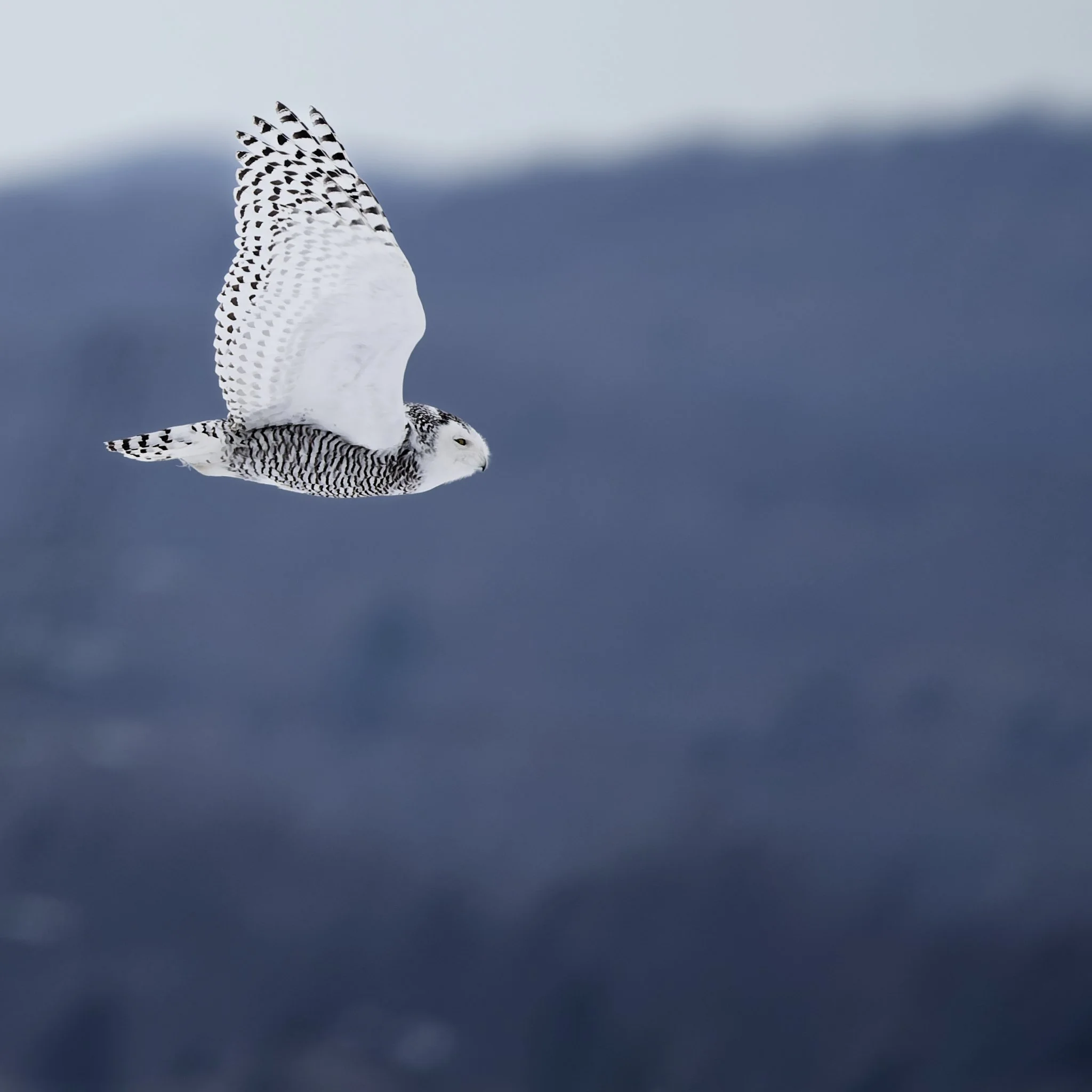 Mighty snowy owl in flight
