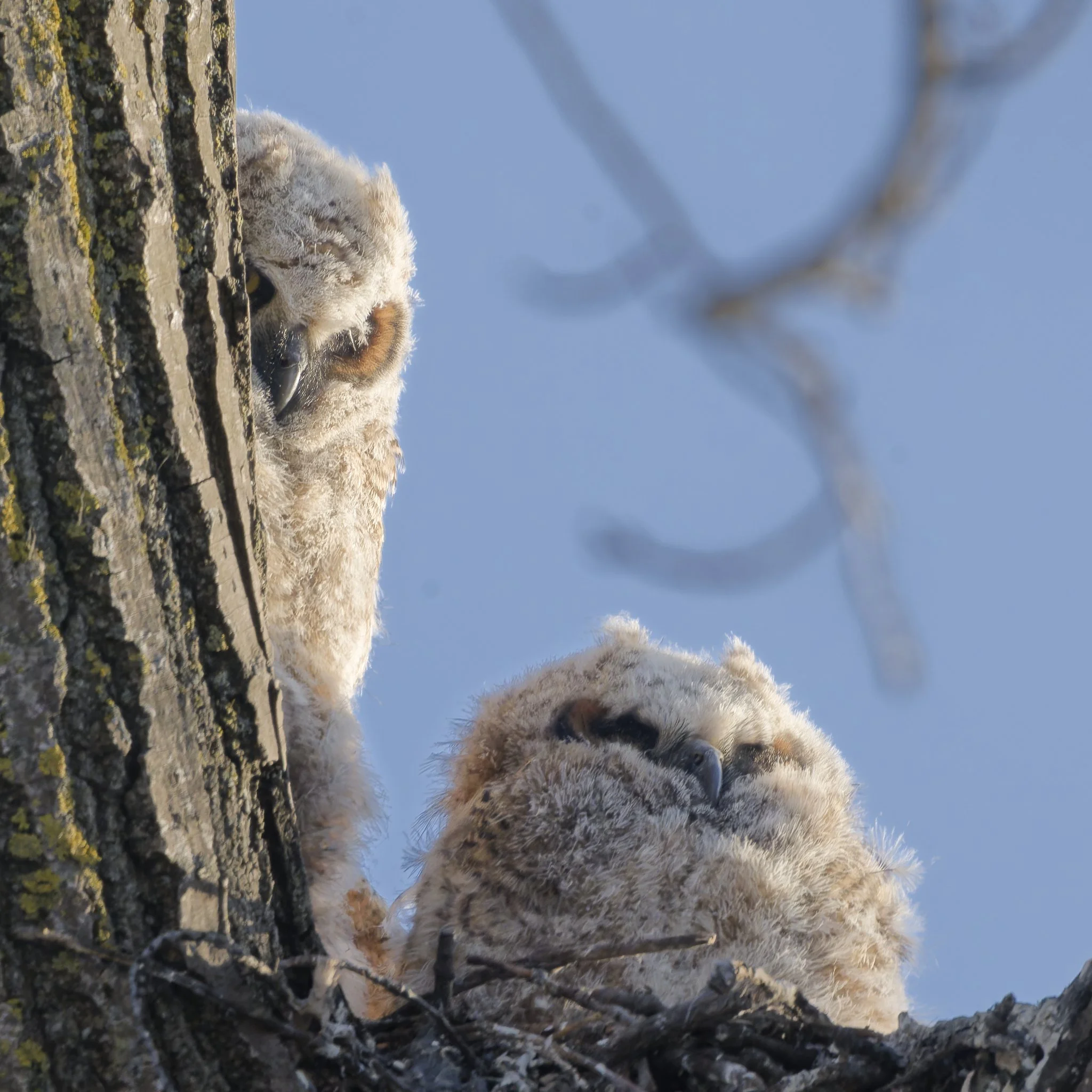 Great horned owlets