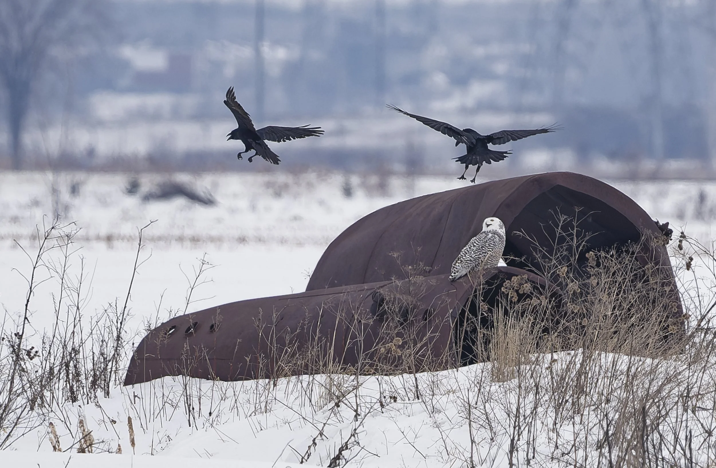 Snowy owl fighting off american crows
