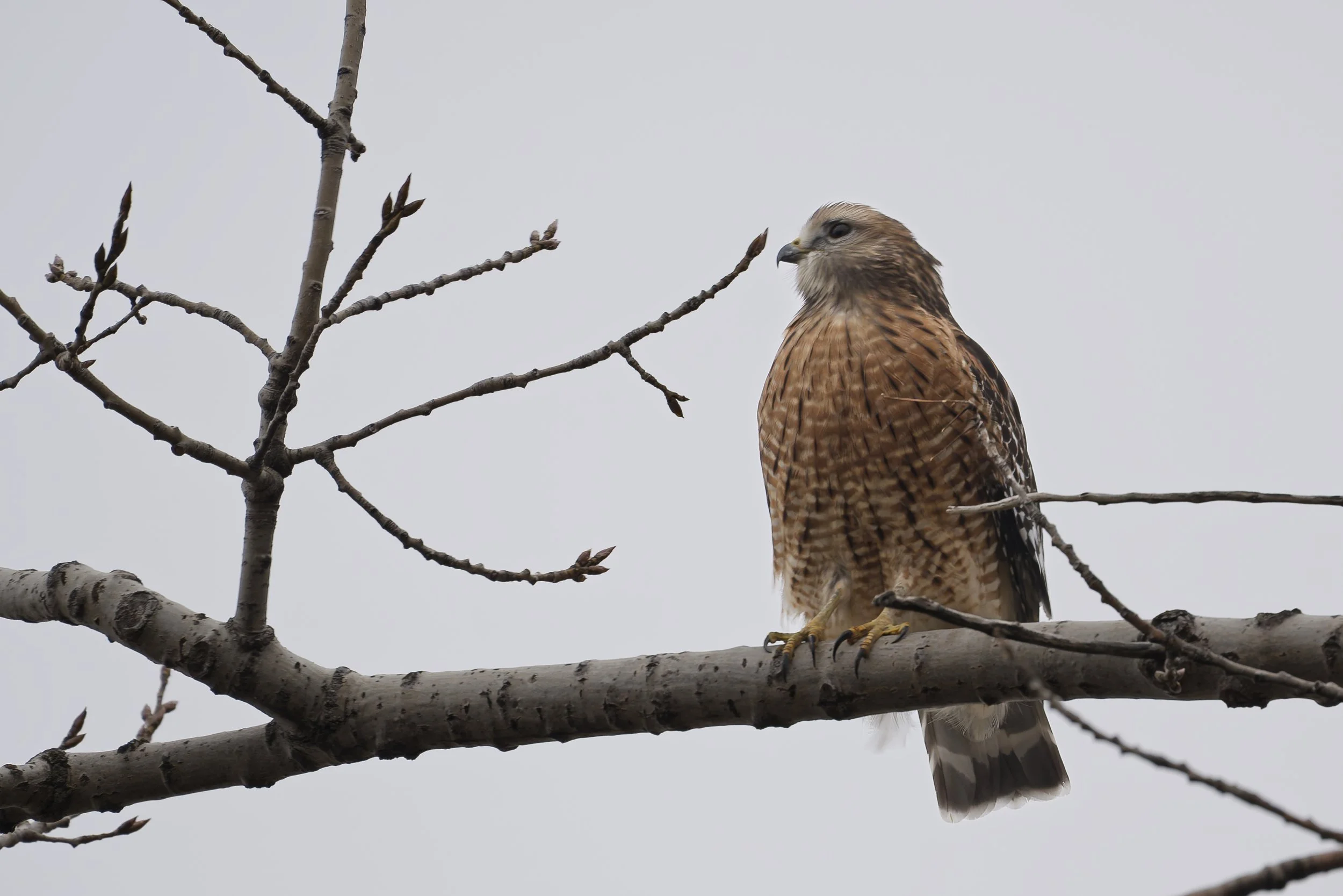 Red-shouldered hawk