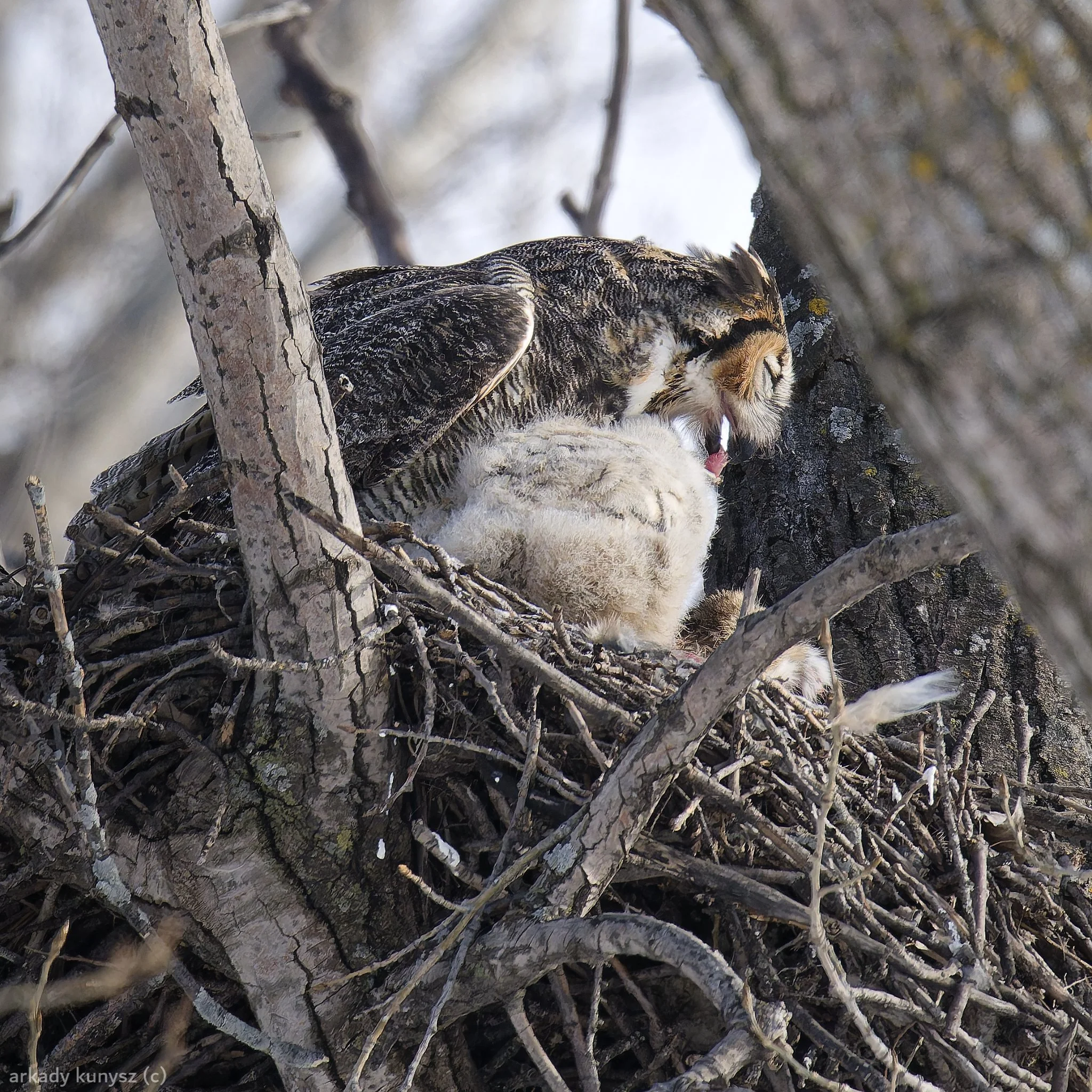 Great horned owl feeding its hungry chick 