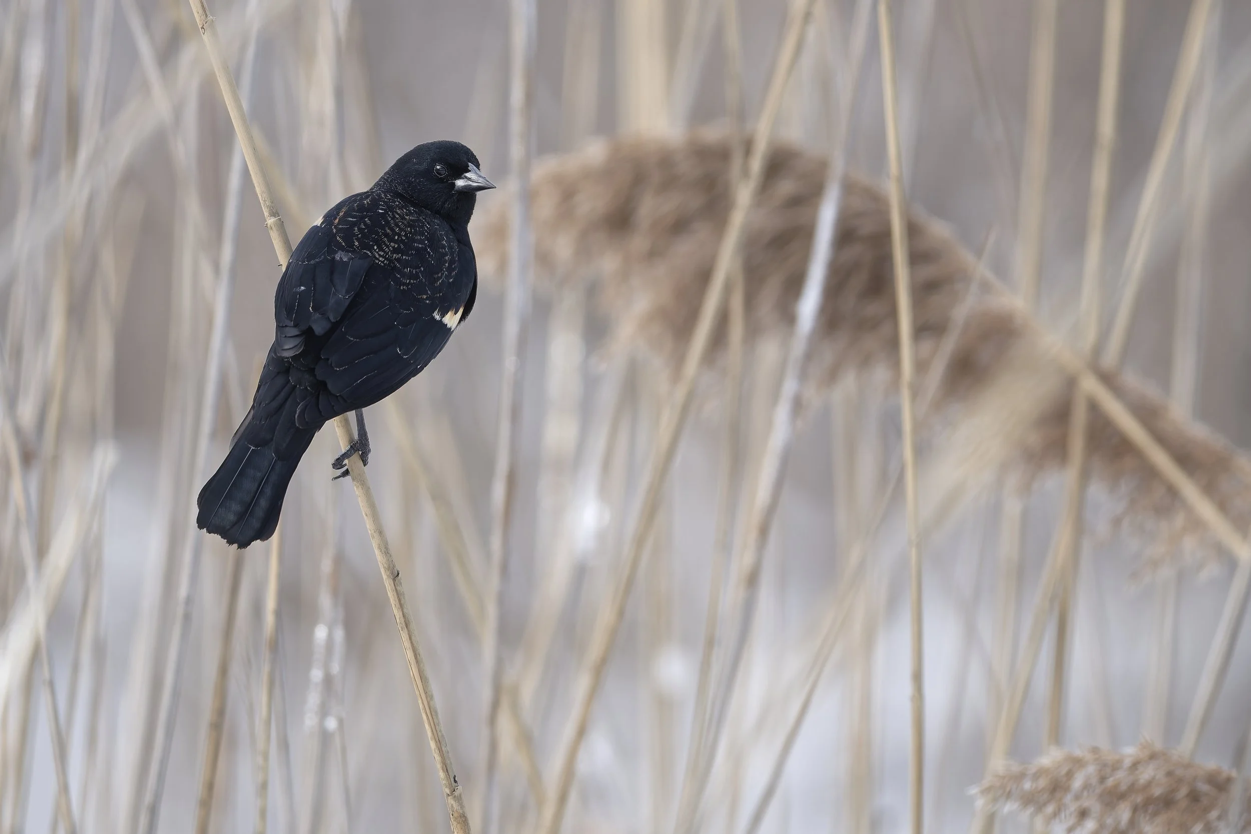 Red-winged blackbird - spring is here