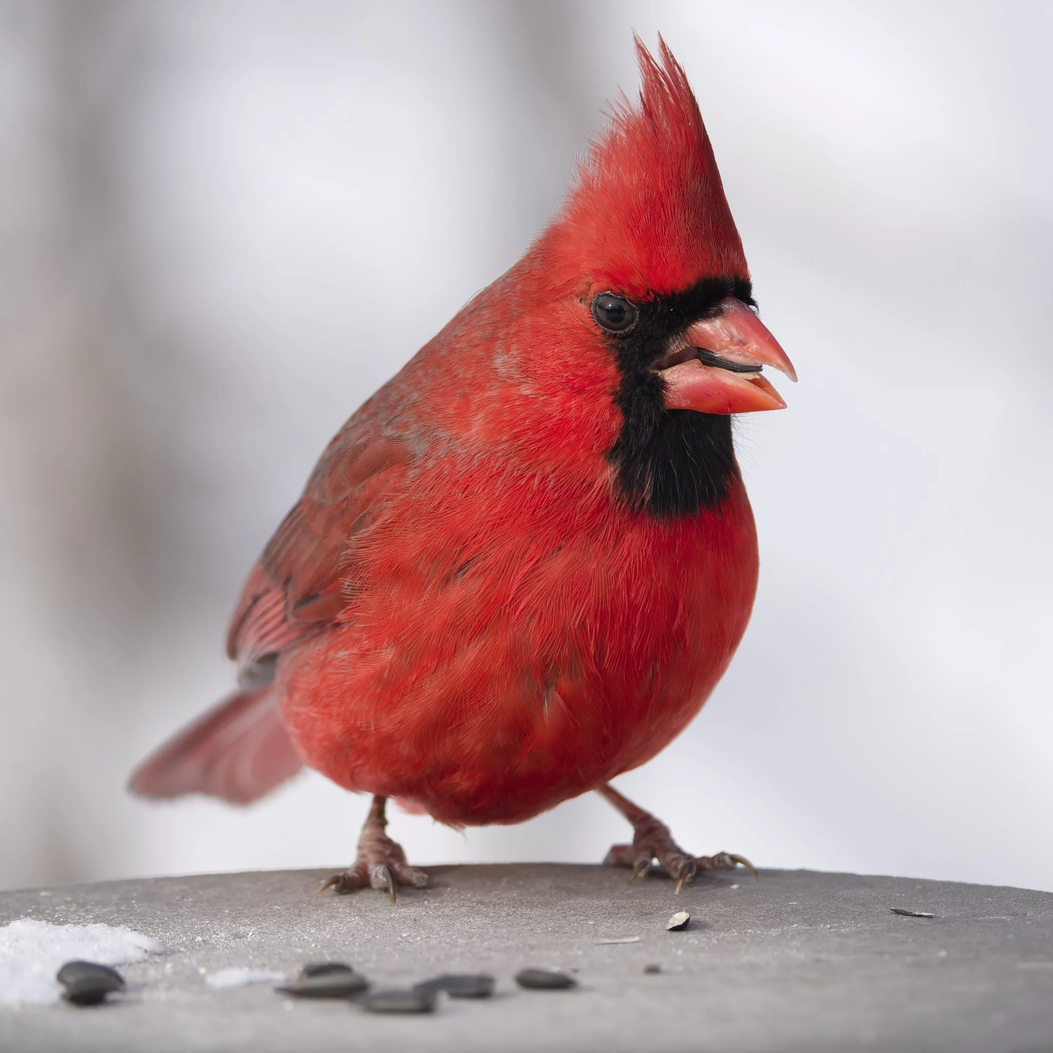 Northern cardinal - big red boy
