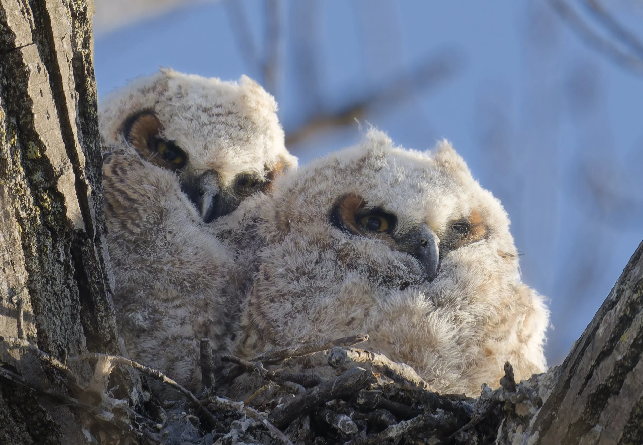 Great horned owl chicks