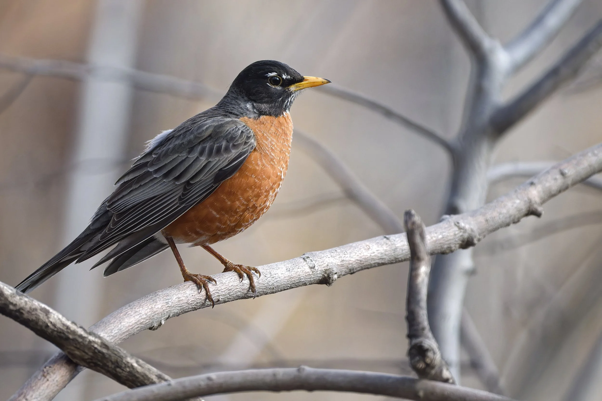 American robin on a perch