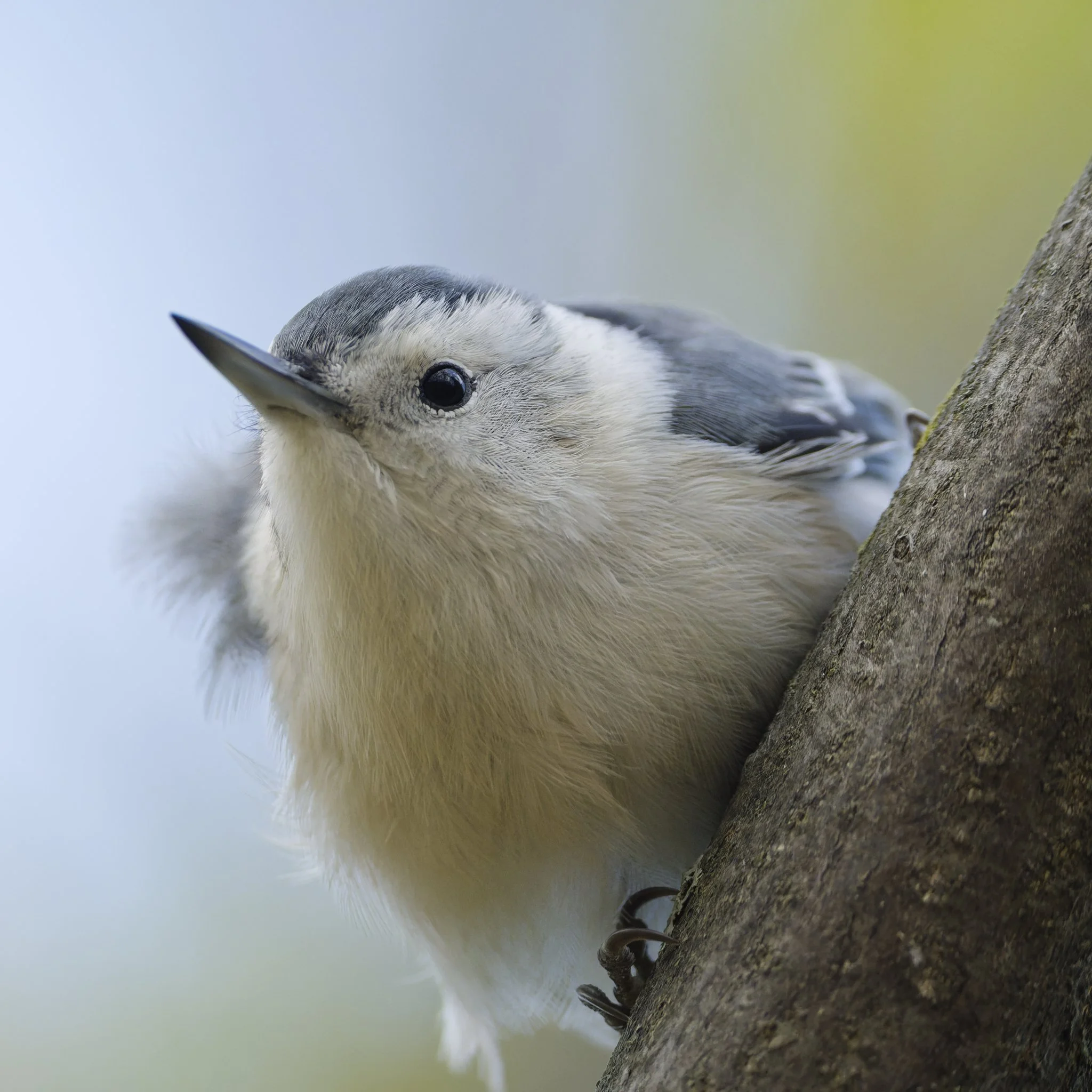 White-breasted nuthatch looking for food