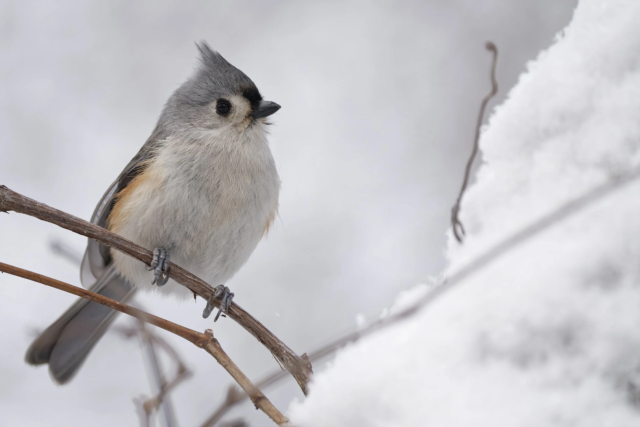 Tufted titmouse and snow