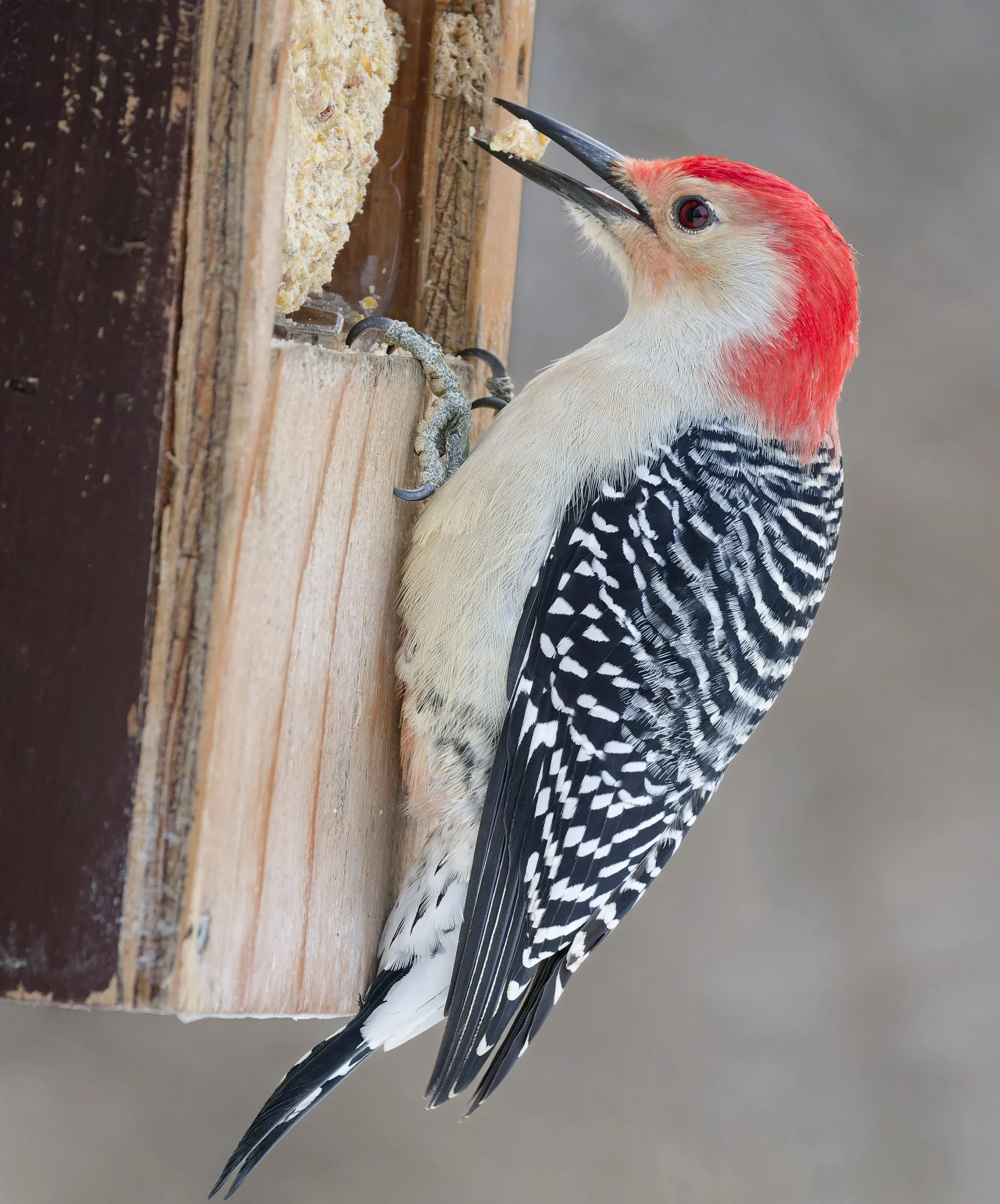 Red-bellied woodpecker at feeder