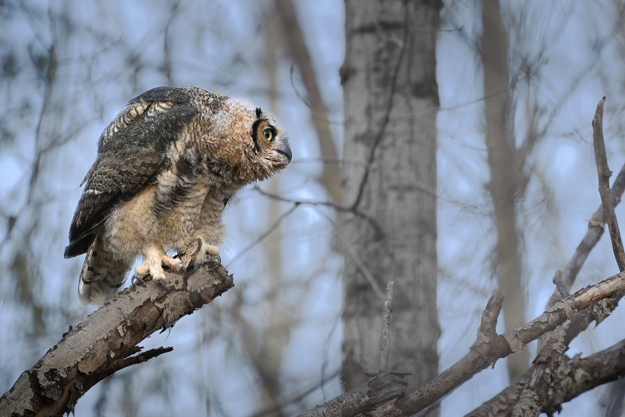 Great horned owlet - ready to pounce