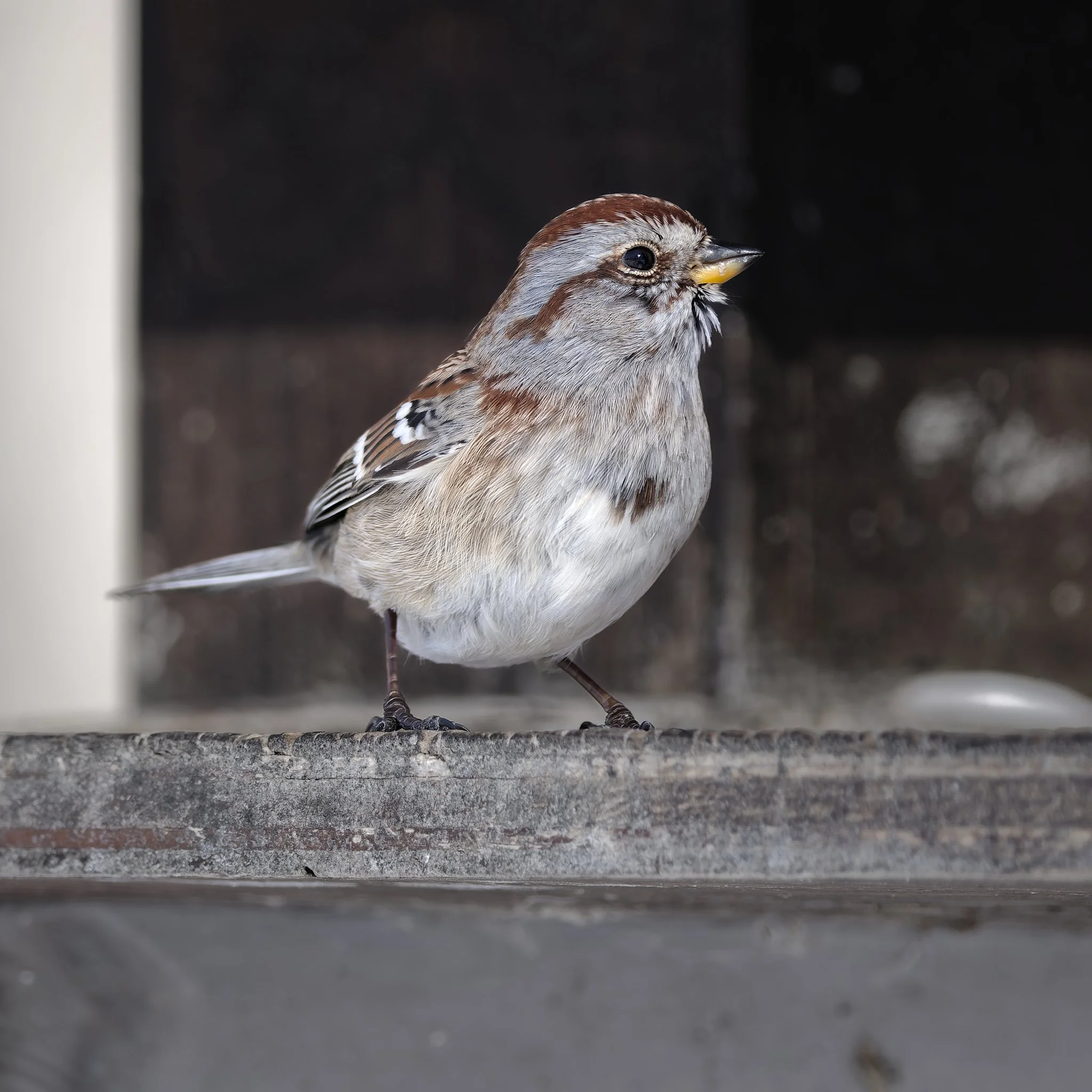 American tree sparrow