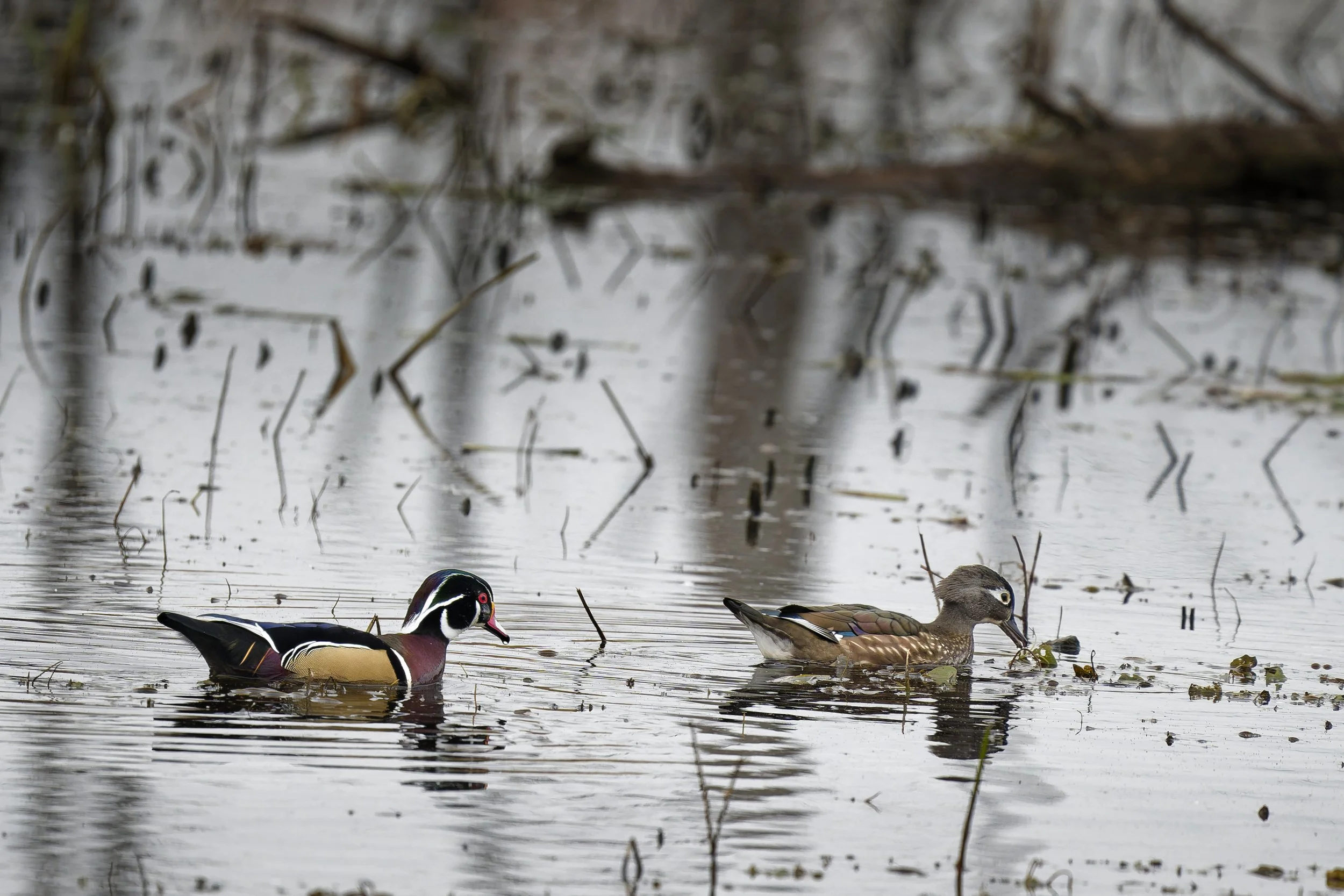 A couple of wood ducks swimming in a marsh