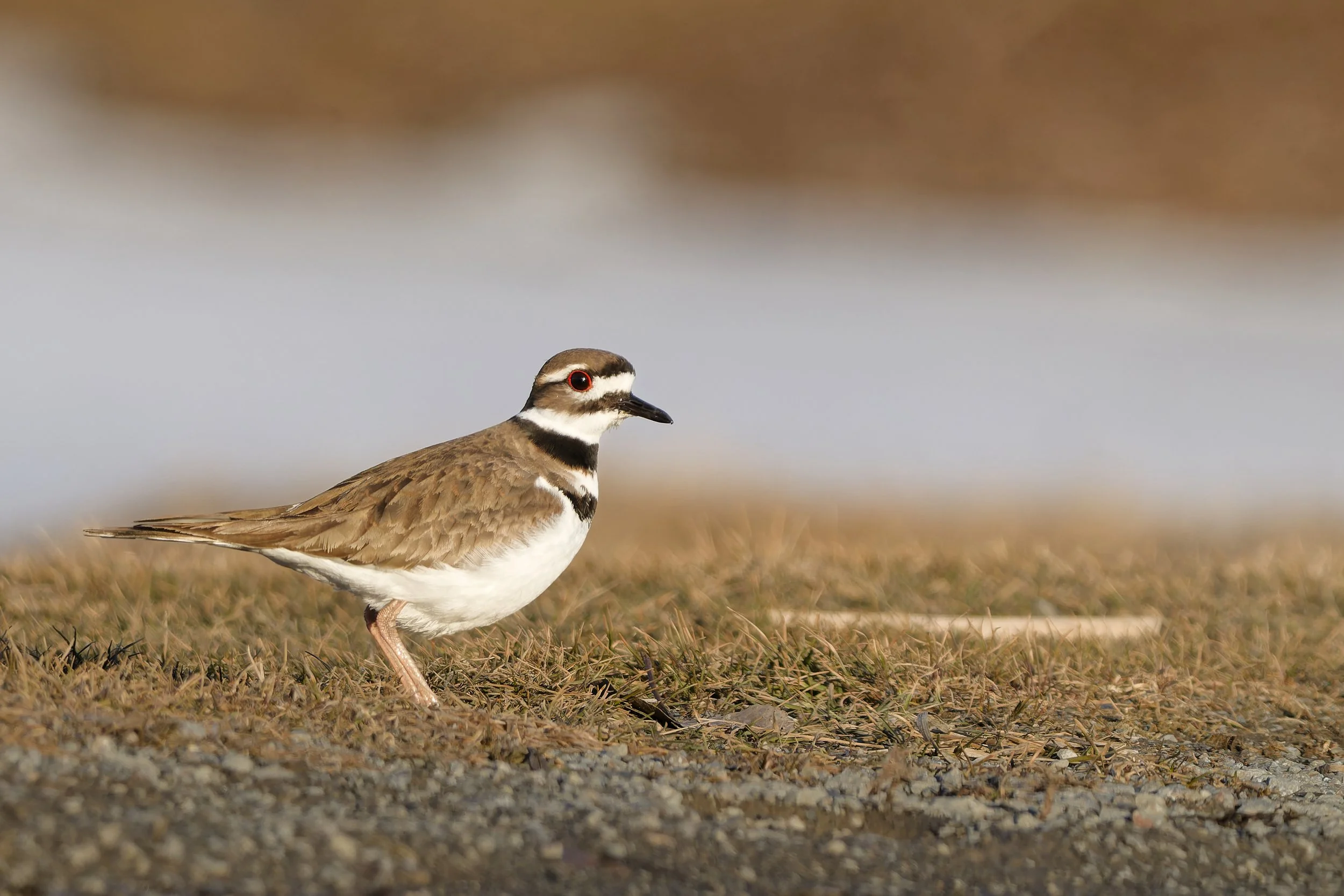 Killdeer at dusk