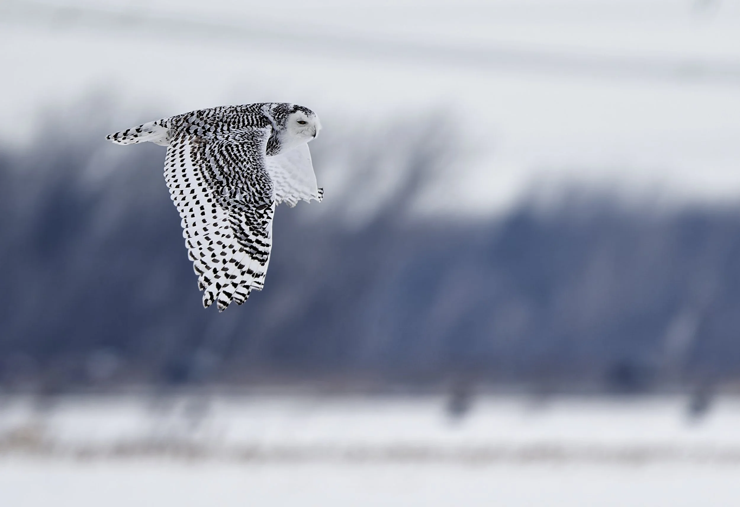 Snowy owl in flight