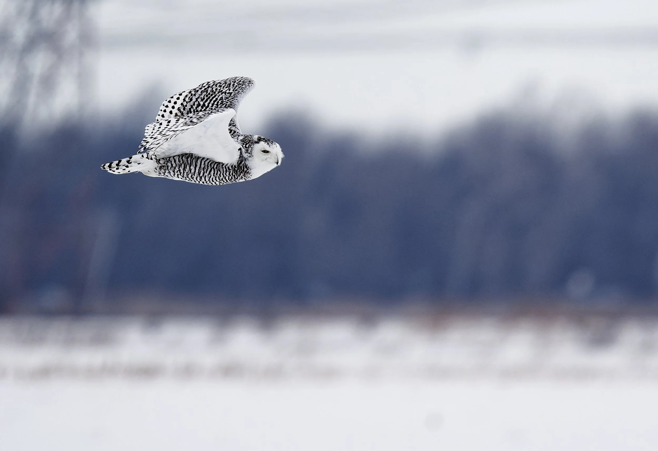 Snowy owl in flight