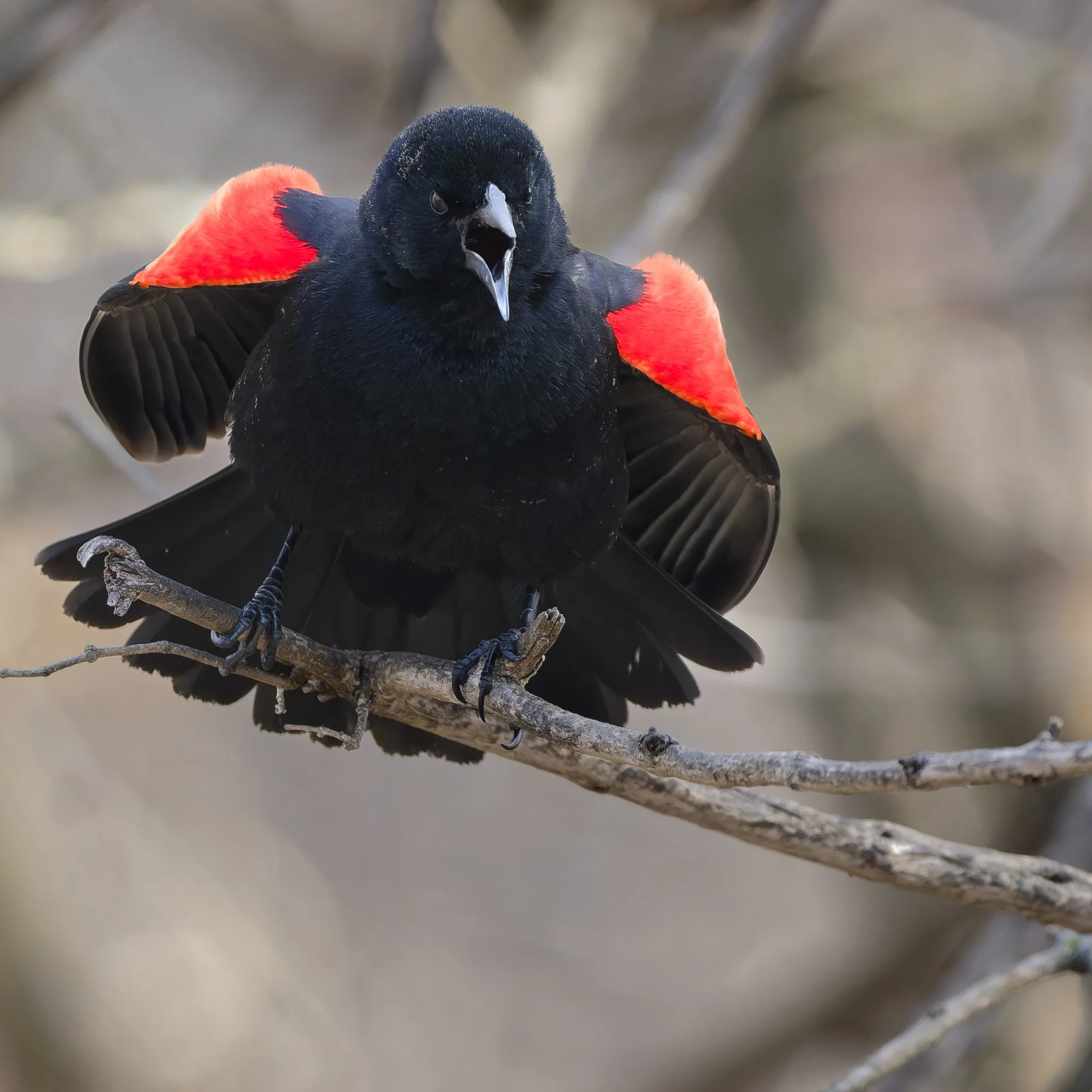 Be very afraid! (red-winged blackbird)