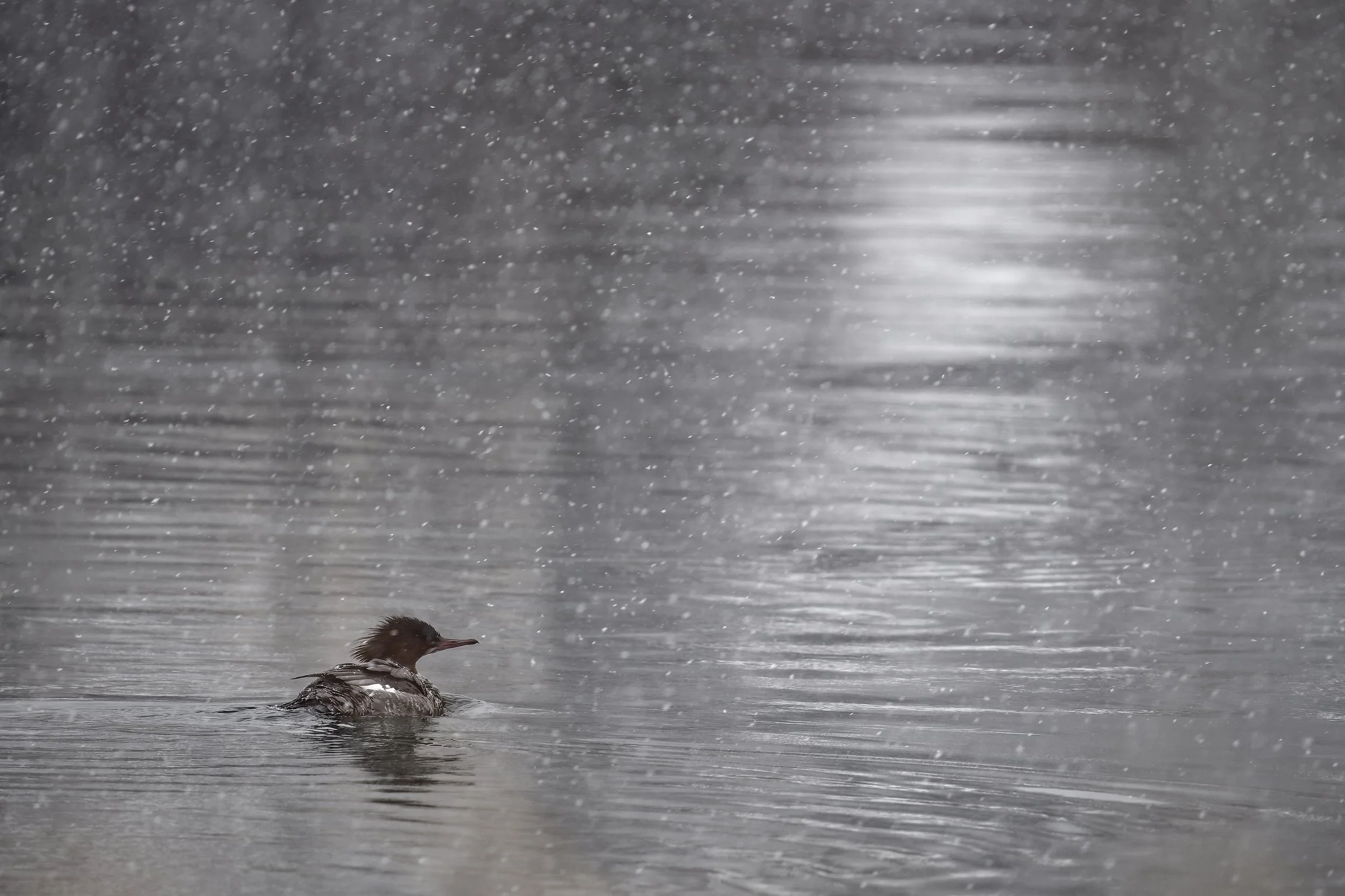 Common merganser in the snow