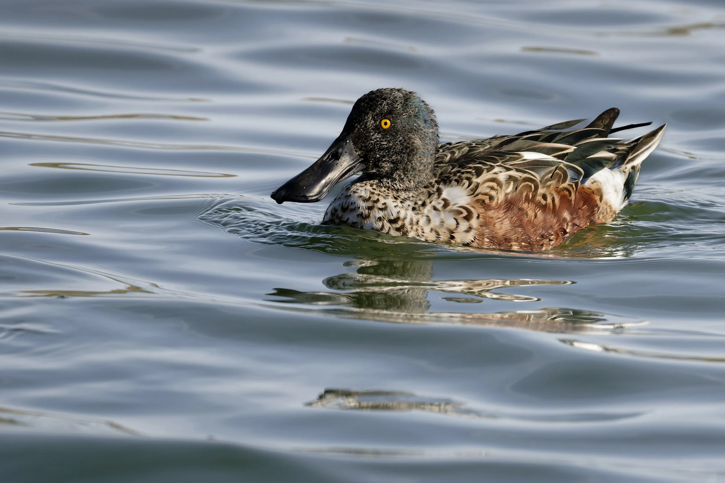 Northern shoveler 