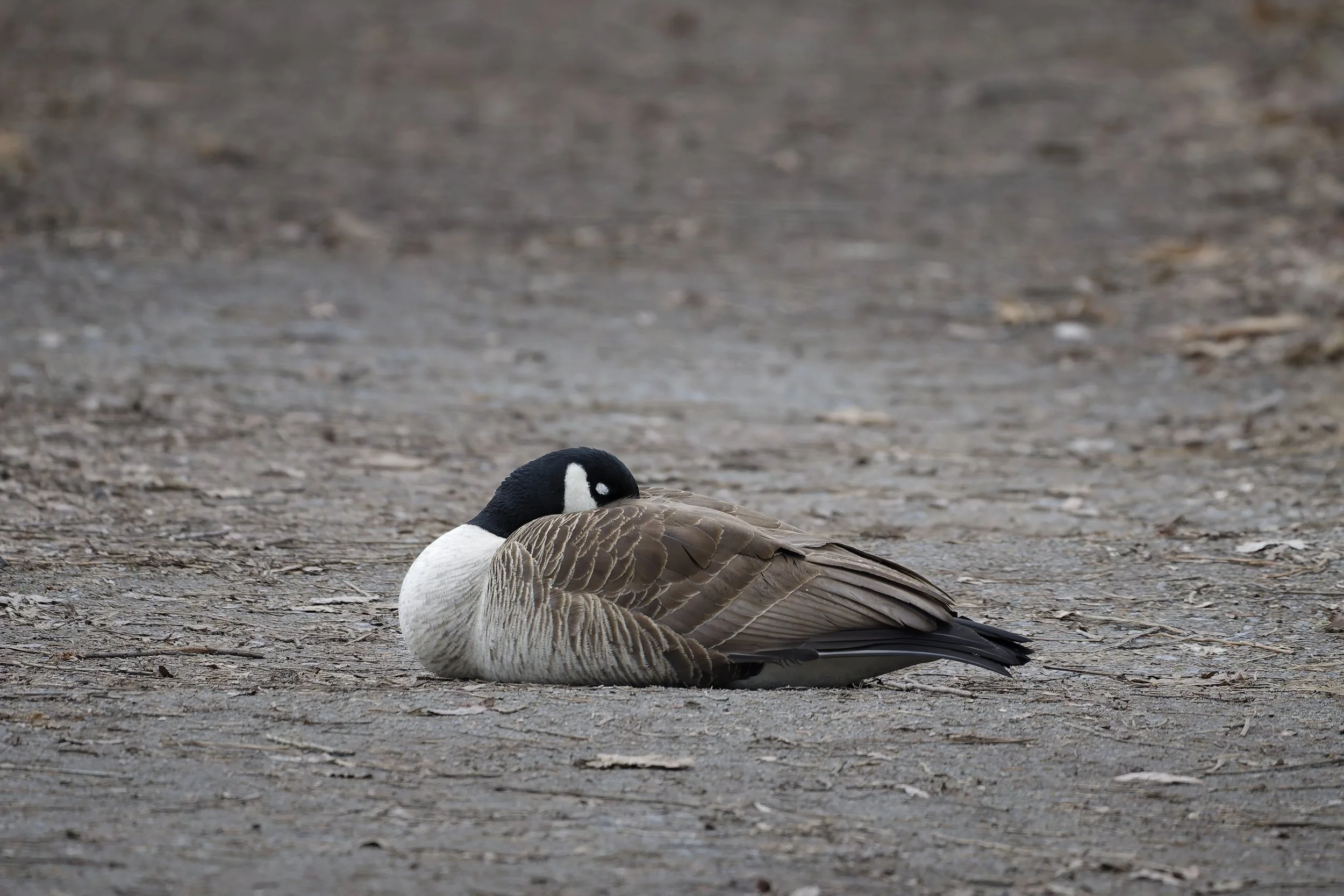 Canada goose sleeping in the middle of a path