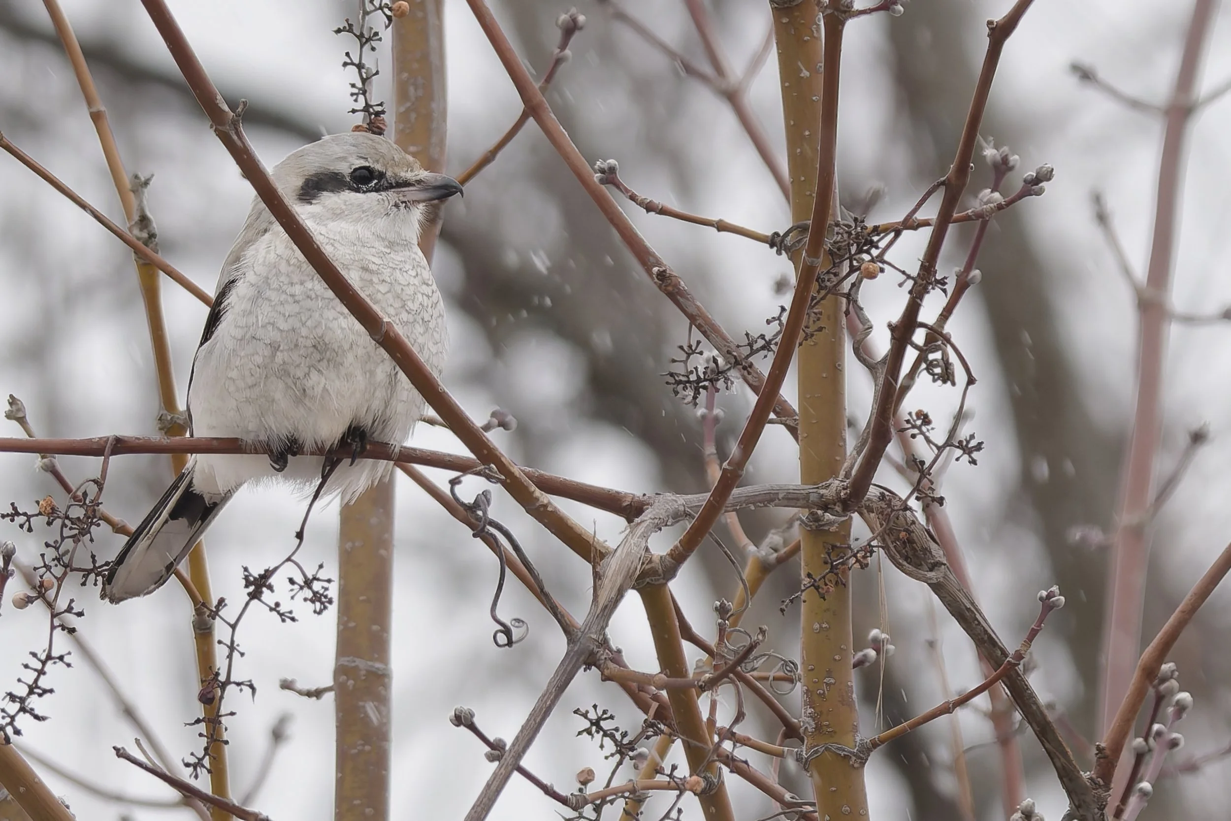 Northern shrike