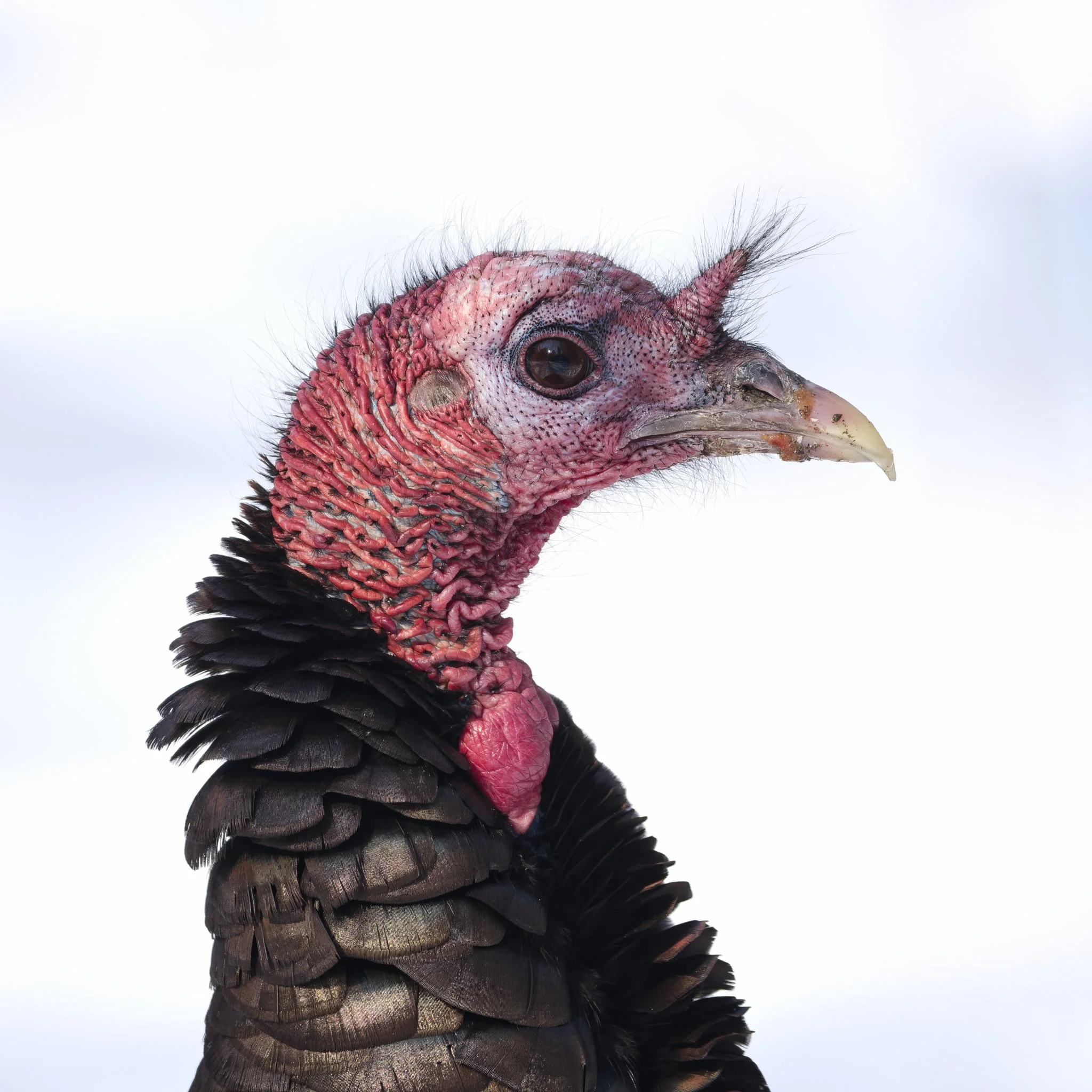 Wild turkey - portrait