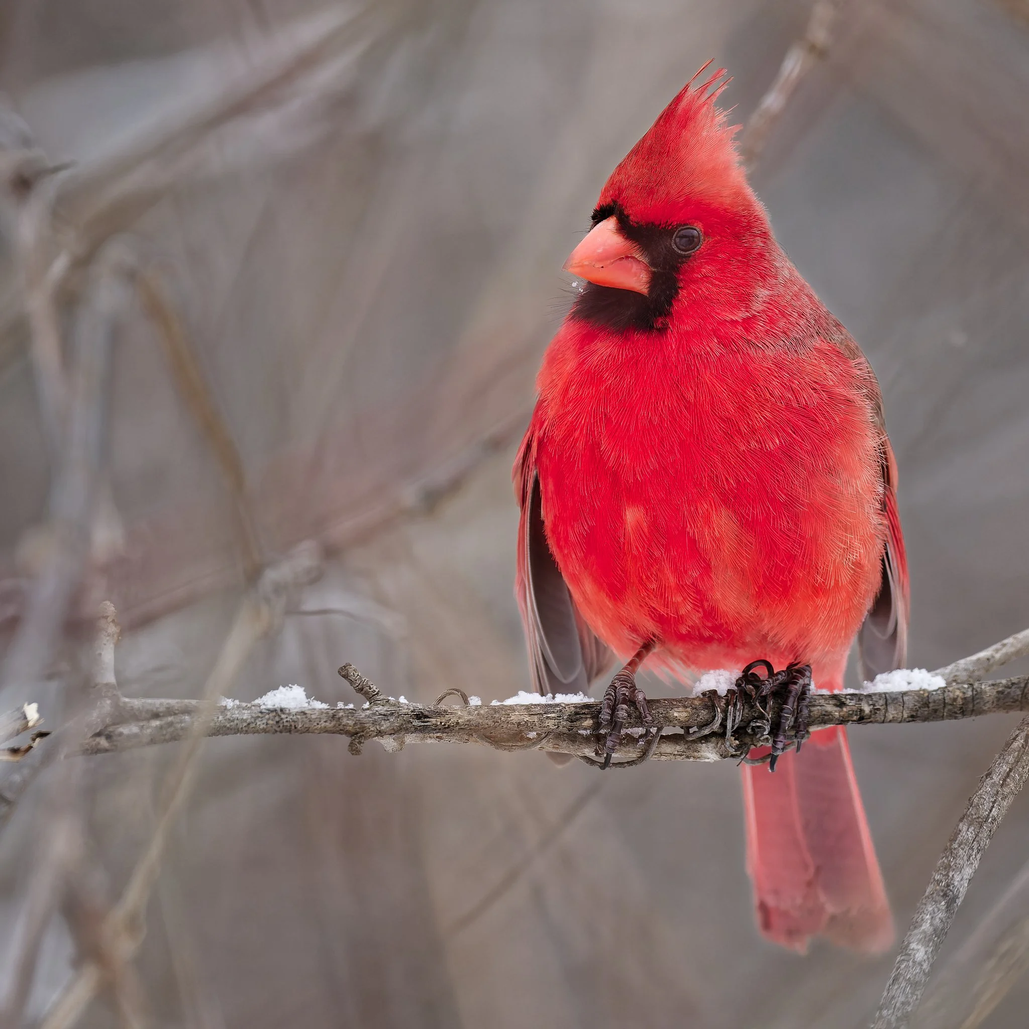 Northern cardinal resting