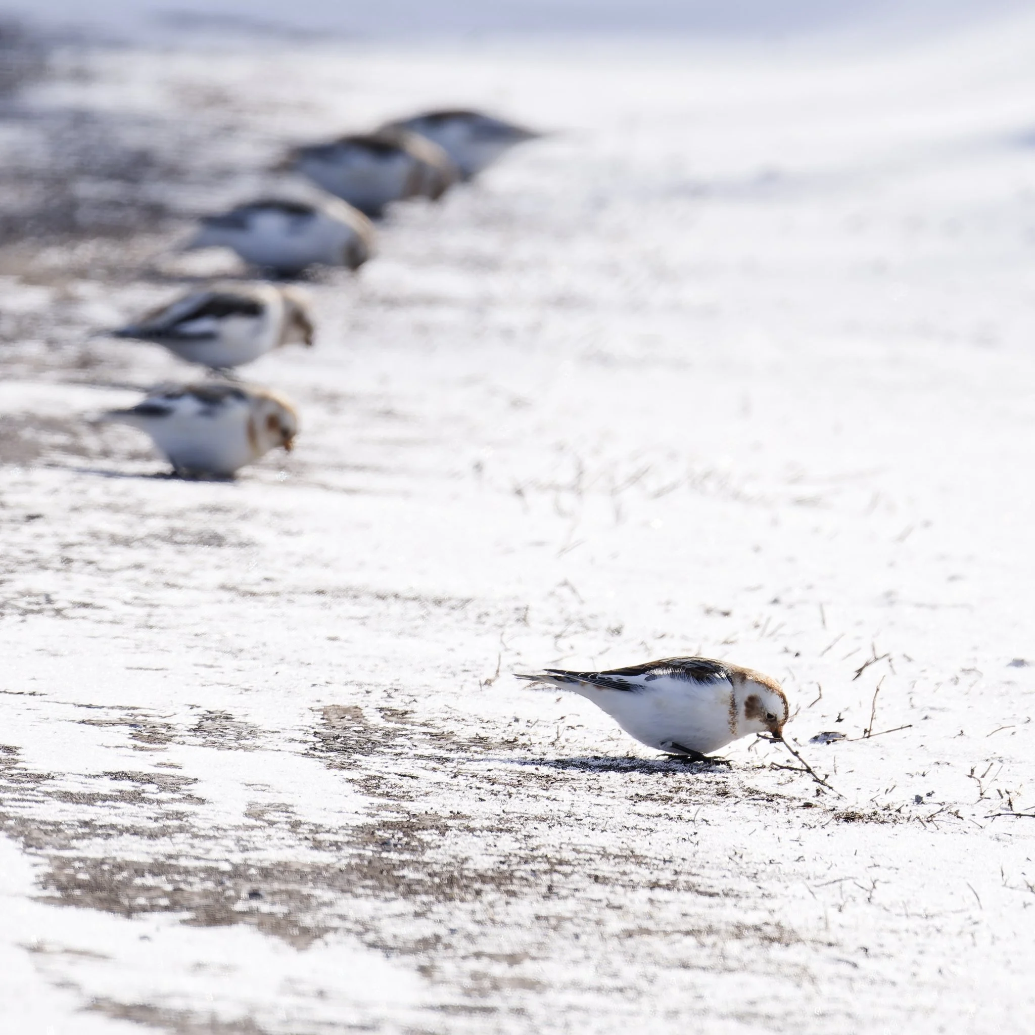 Disciplined snow buntings