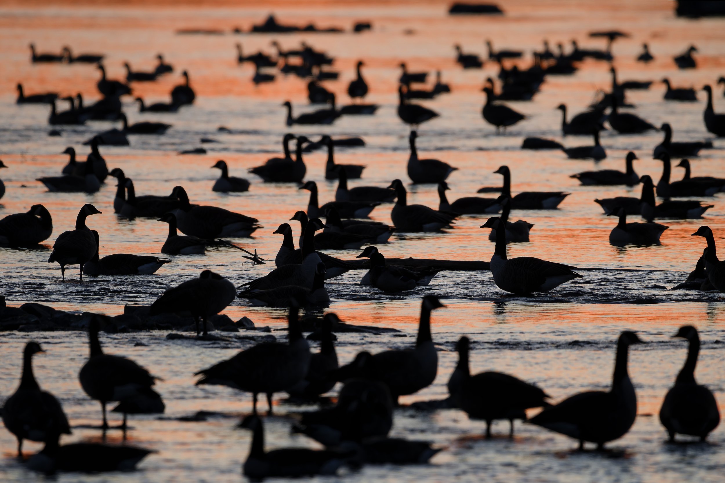 Canada geese in the early morning light