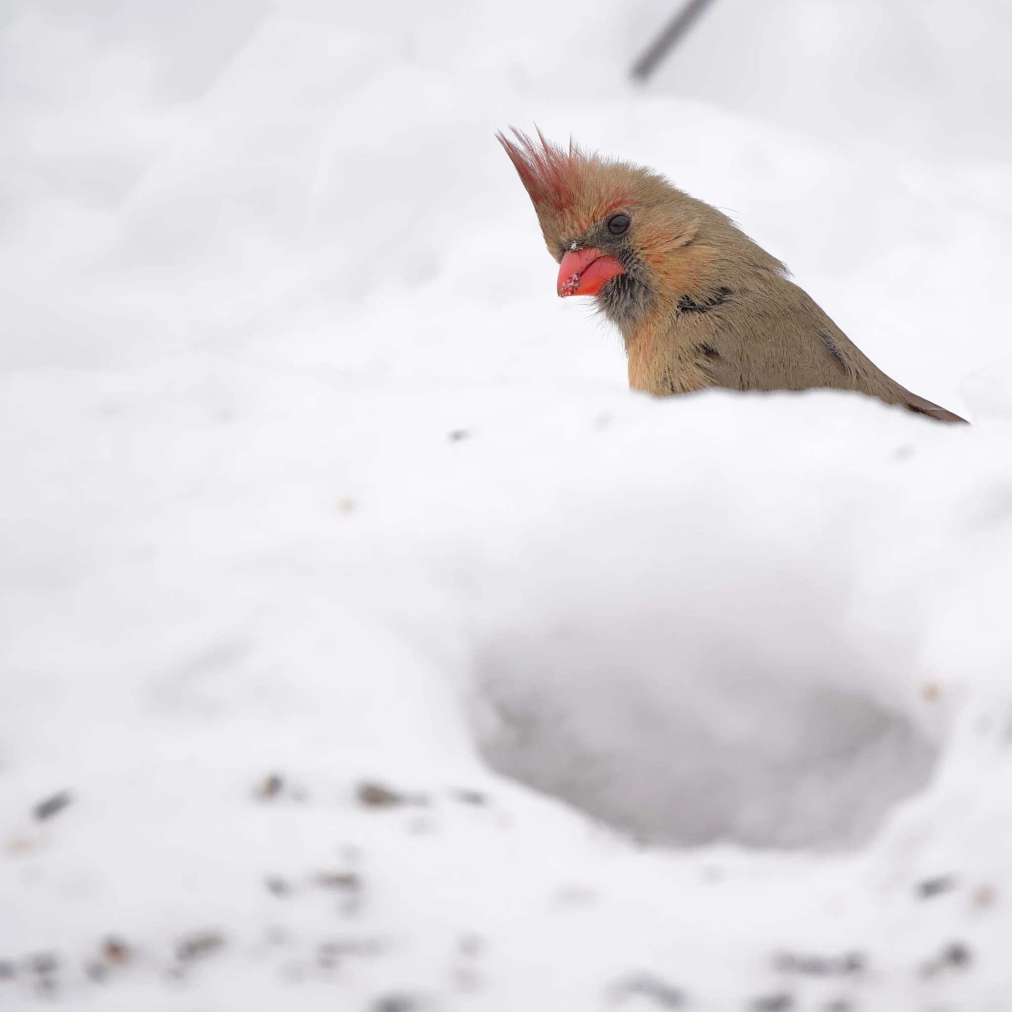 Northern cardinal checking things out