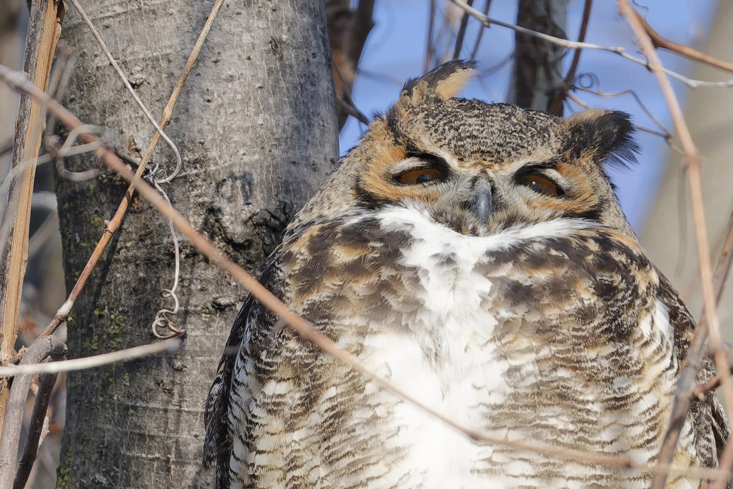 Snowy owl with a condescending look