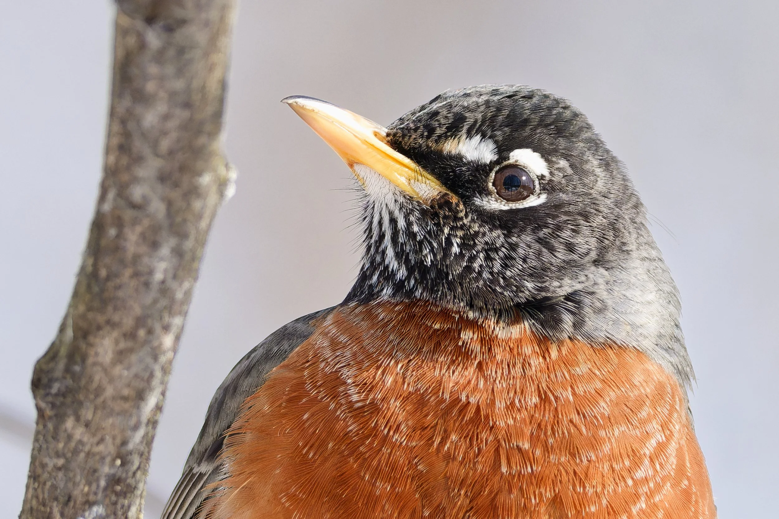 American robin, close up