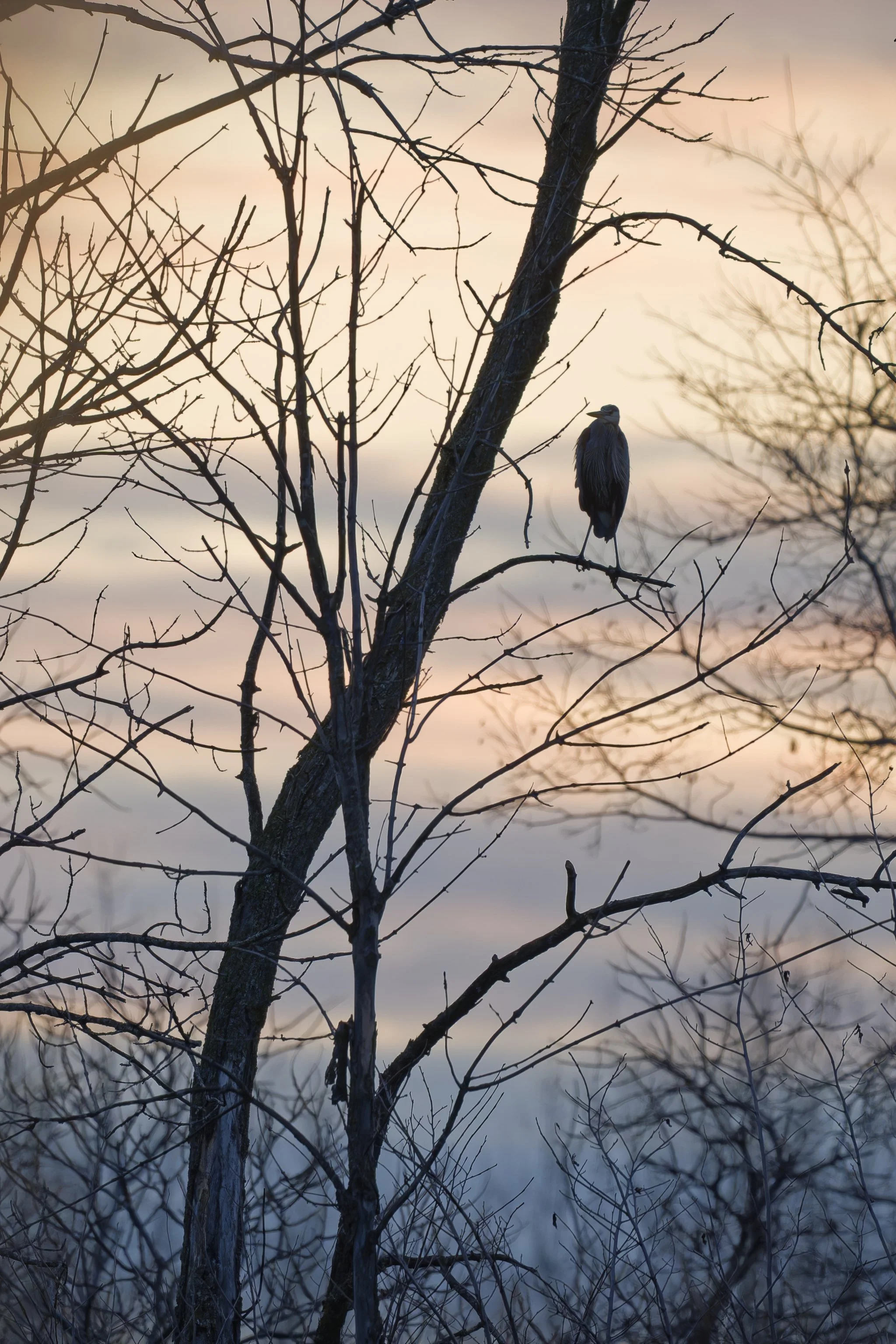 Roosting great blue heron at dawn