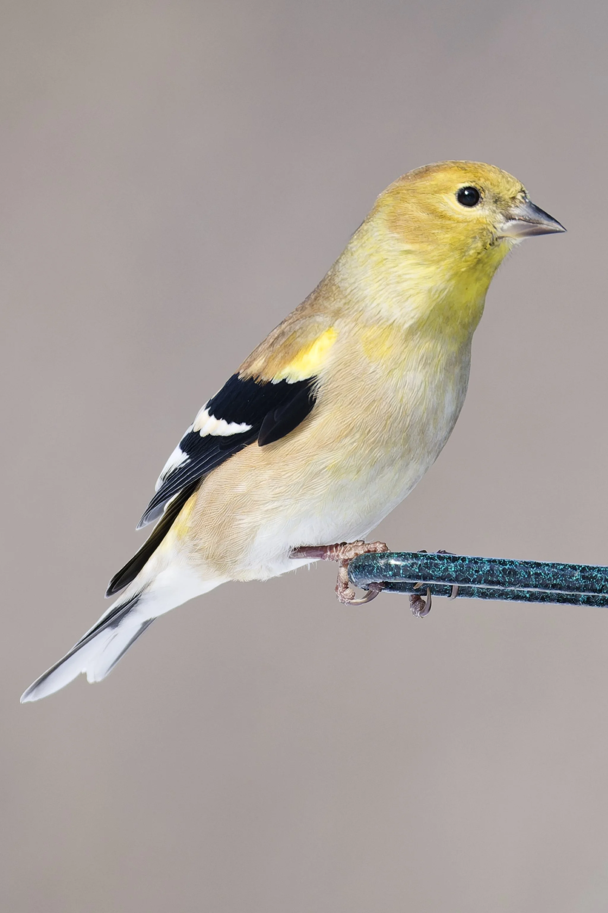 American goldfinch - potrait