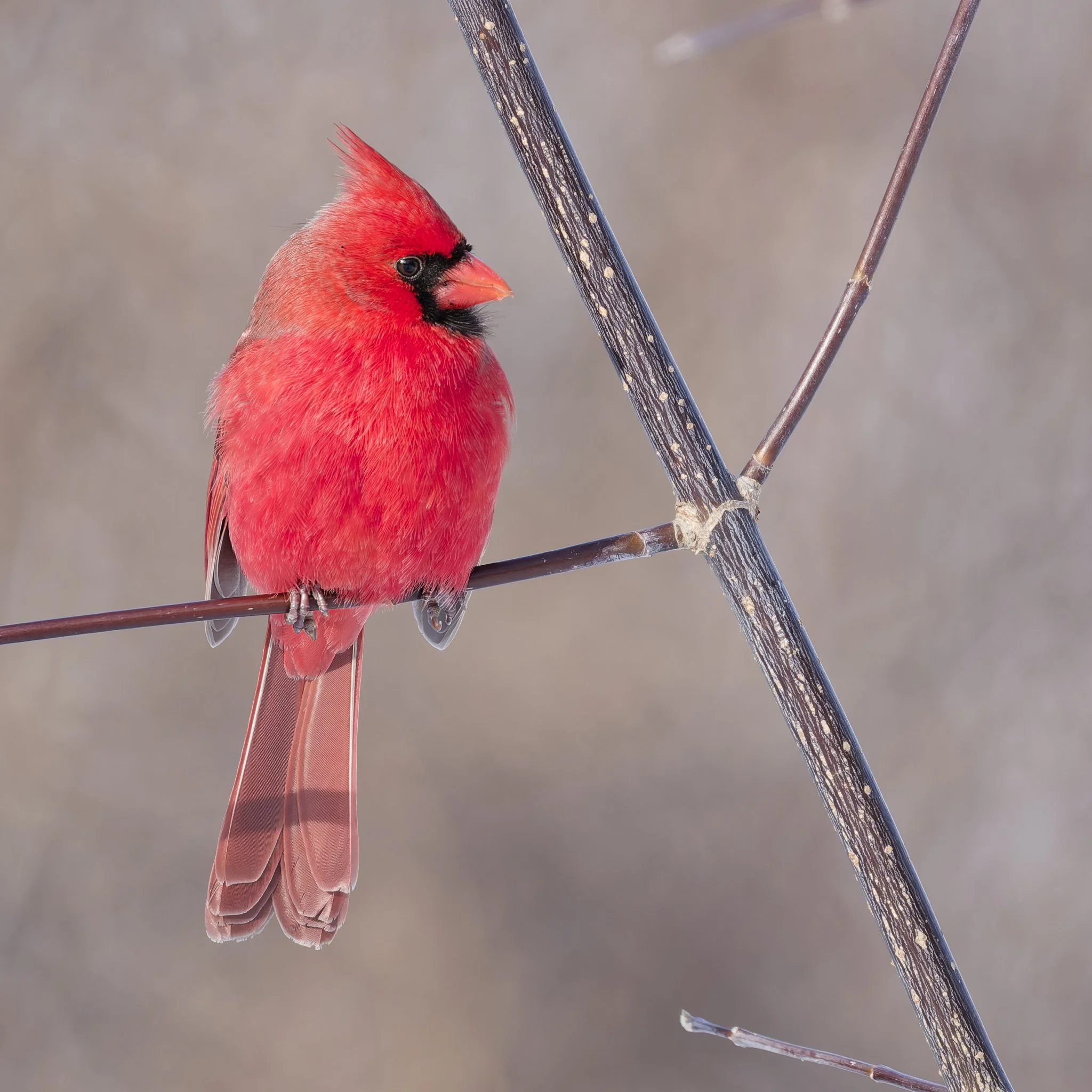 Northern cardinal perched