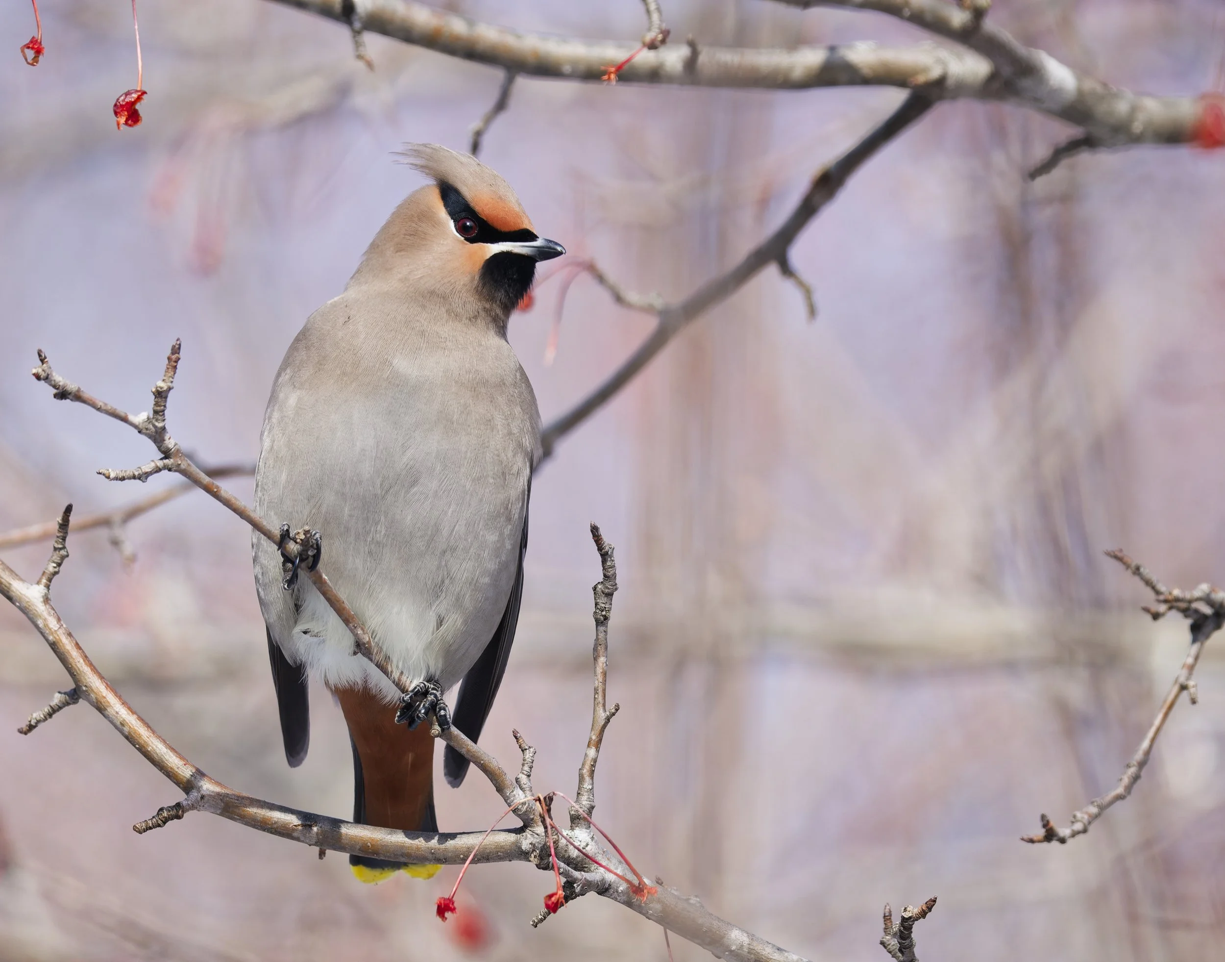 Bohemian waxwing