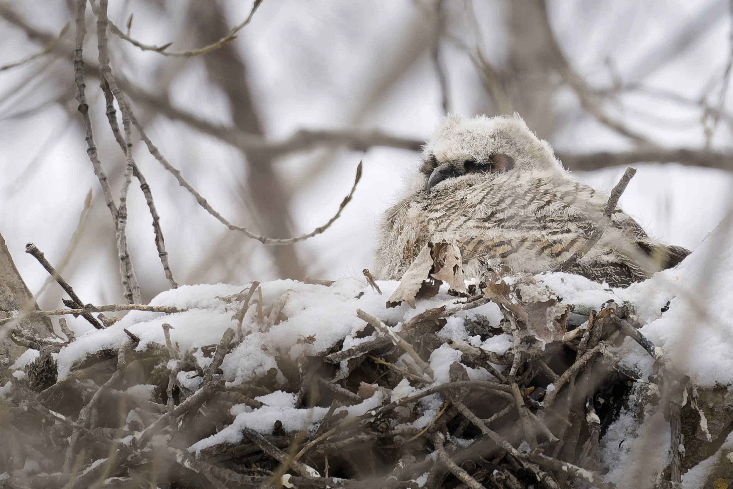 Lonely great horned owlet in nest