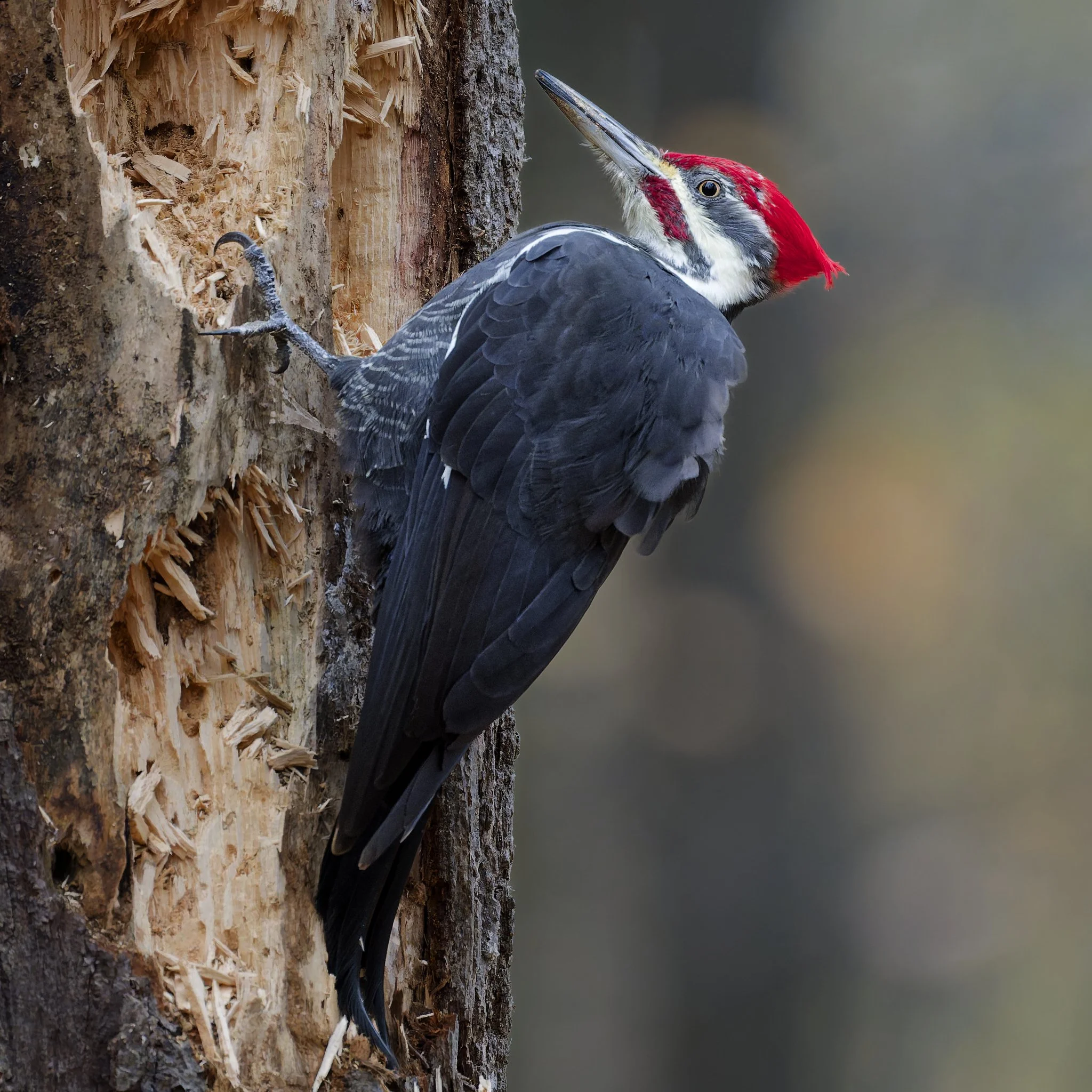 Pileated woodpecker excavating