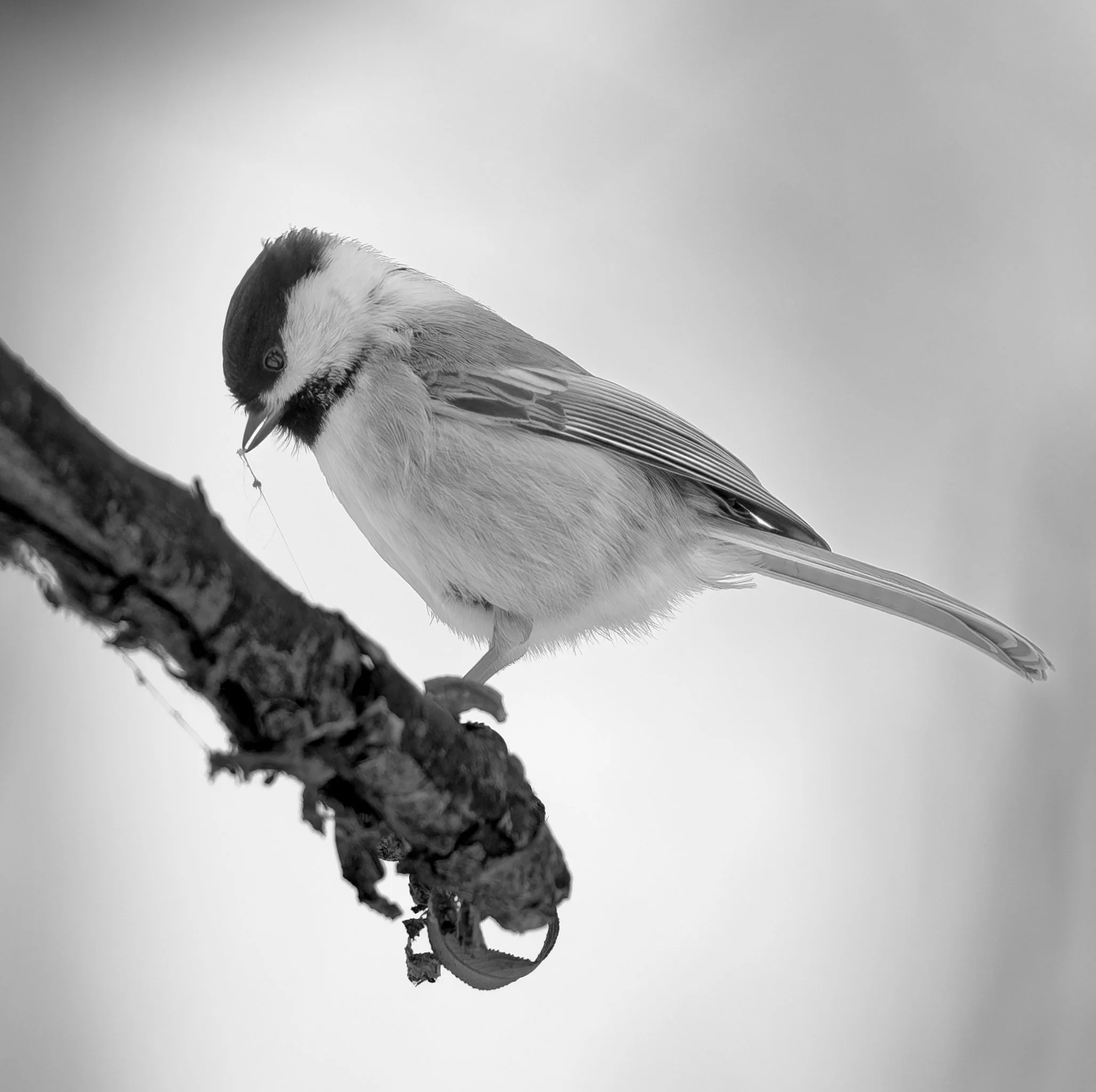 Black-capped chickadee eating sap