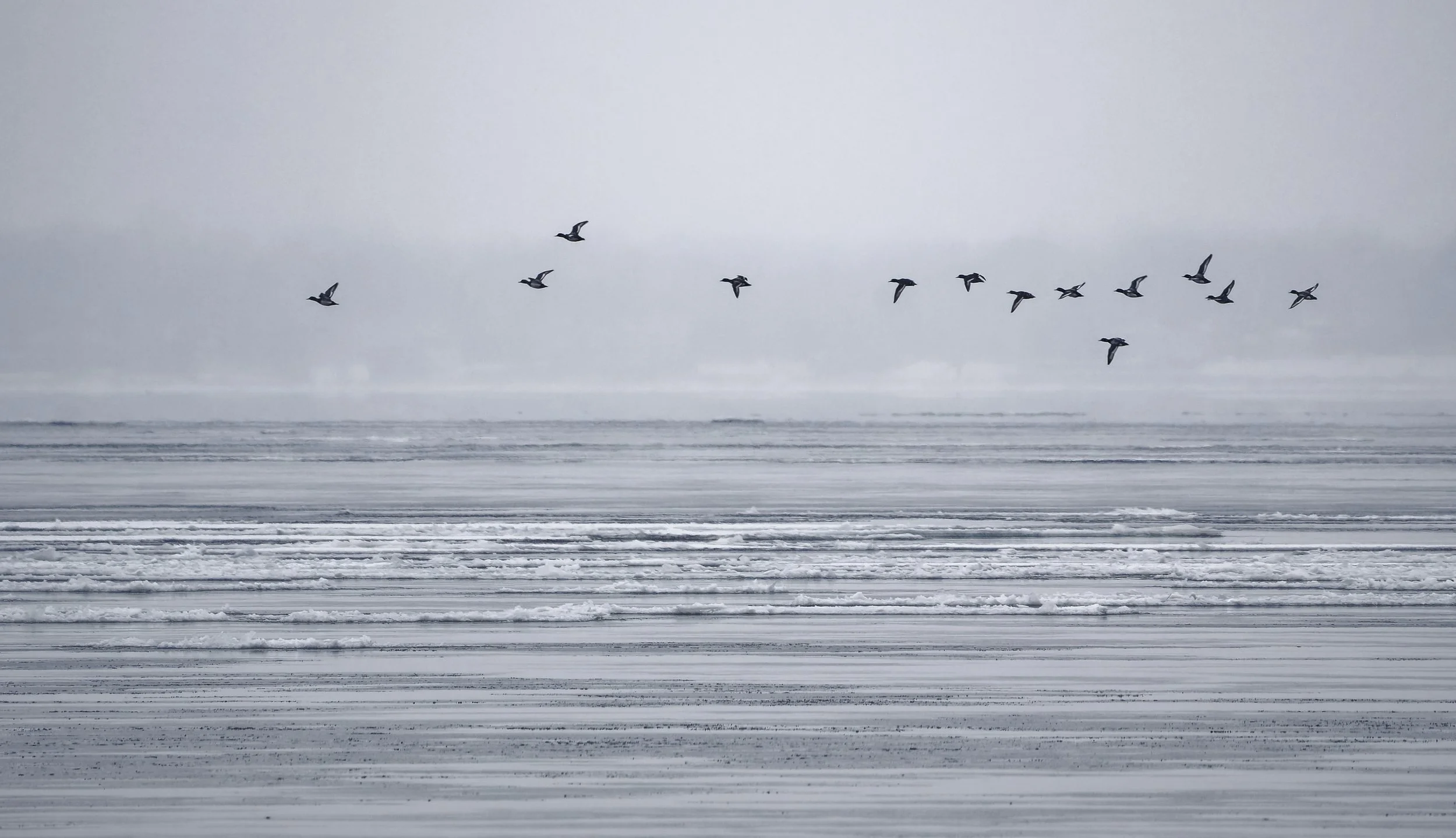 Greater scaups above icy river