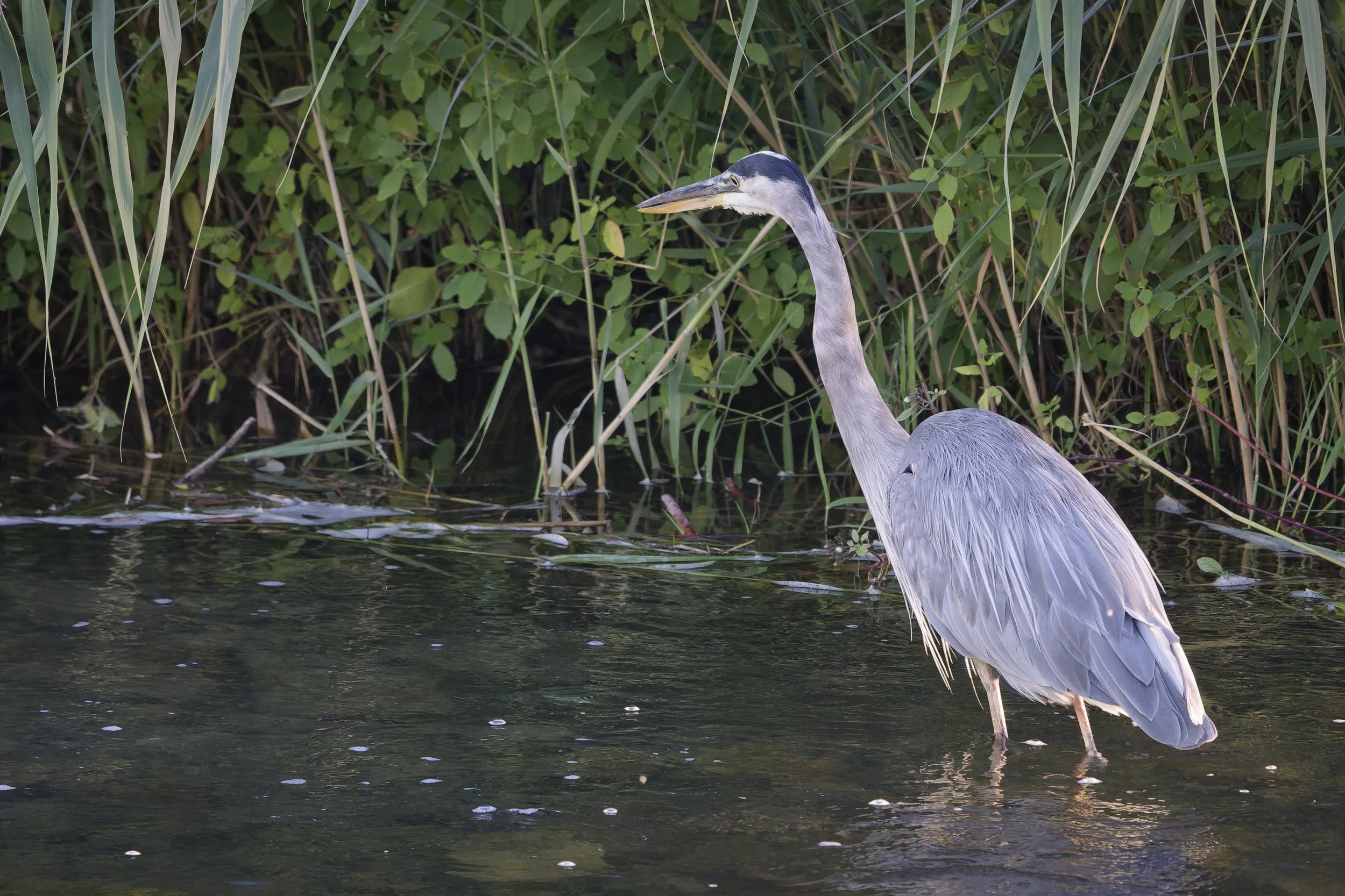 Great blue heron ready to pounce