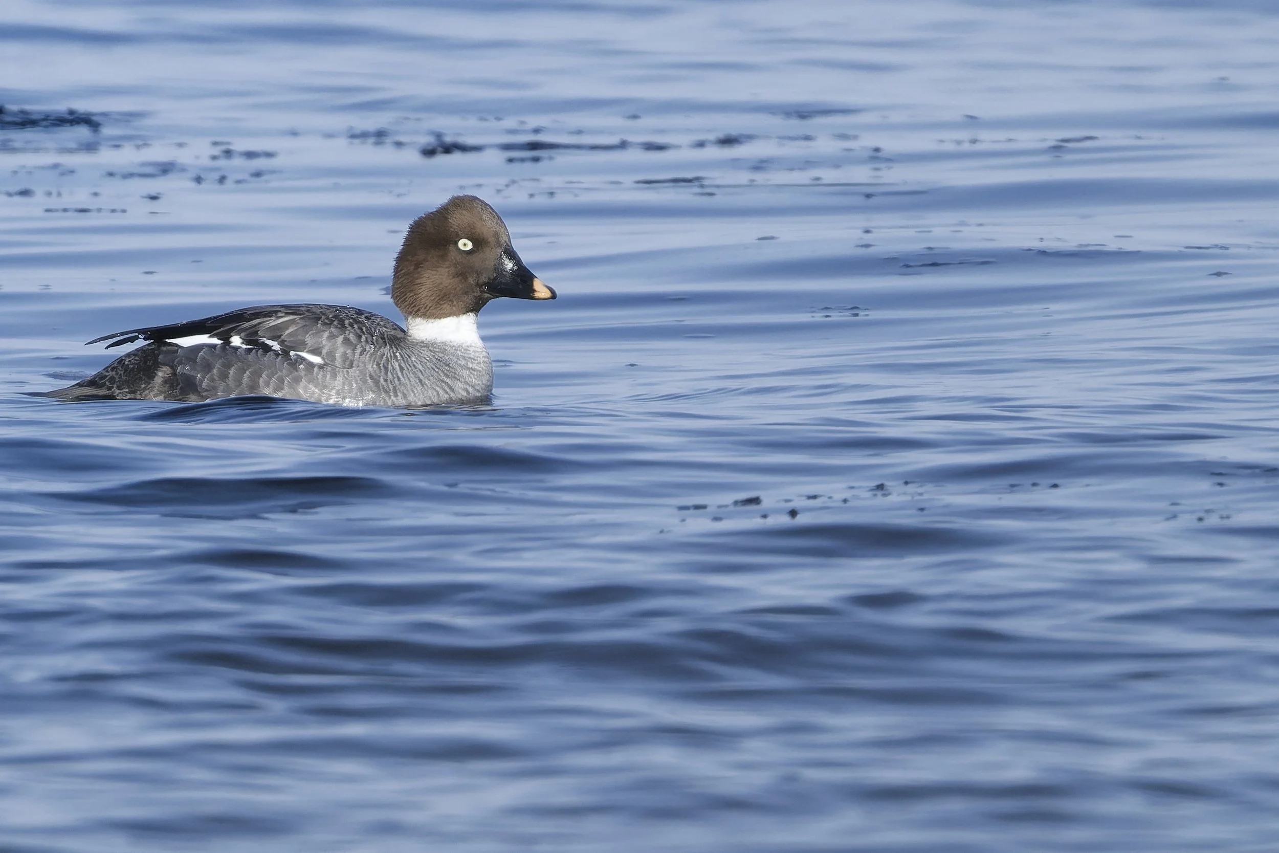 Female common goldeneye