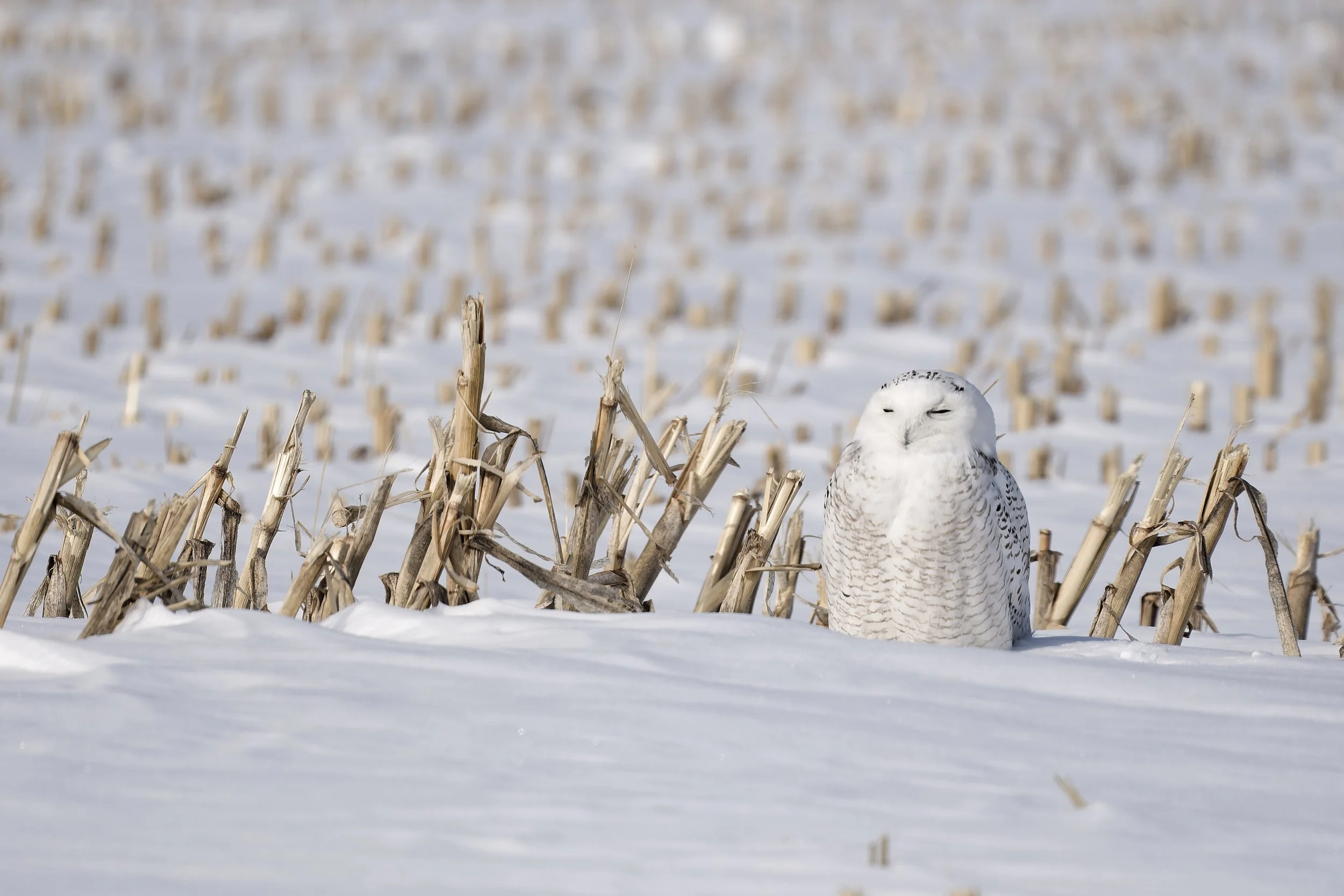Snowy owl resting in the field