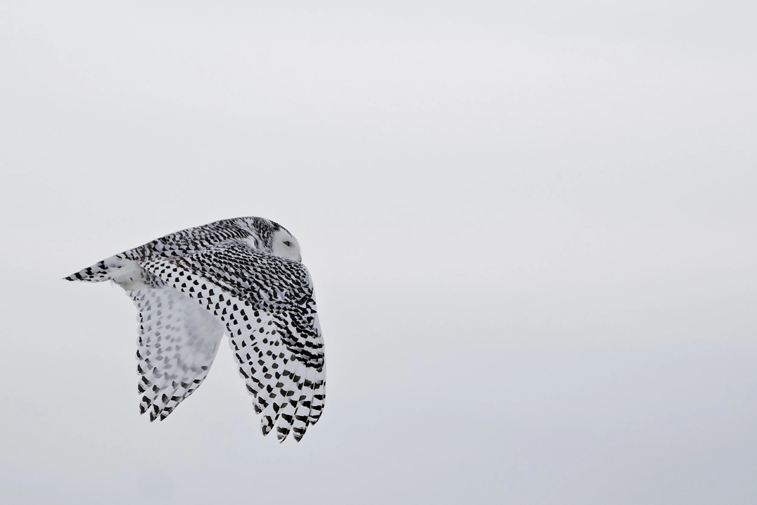 The silent flight of the snowy owl