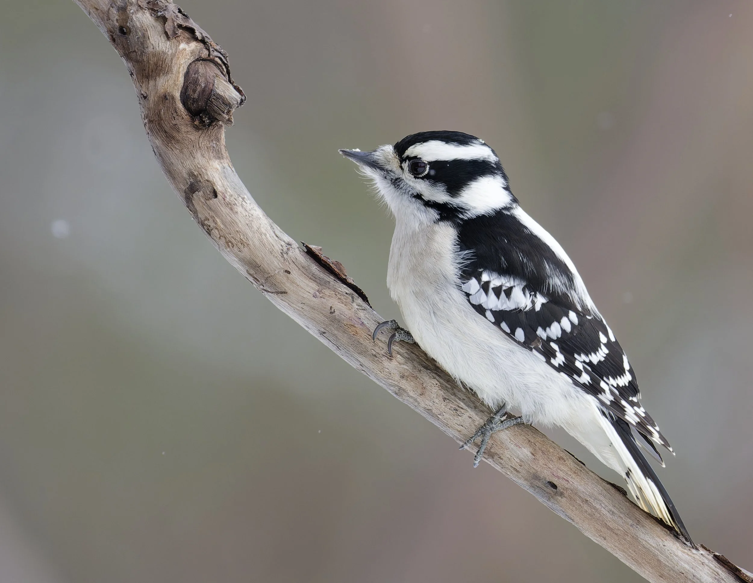 Downy woodpecker on branch