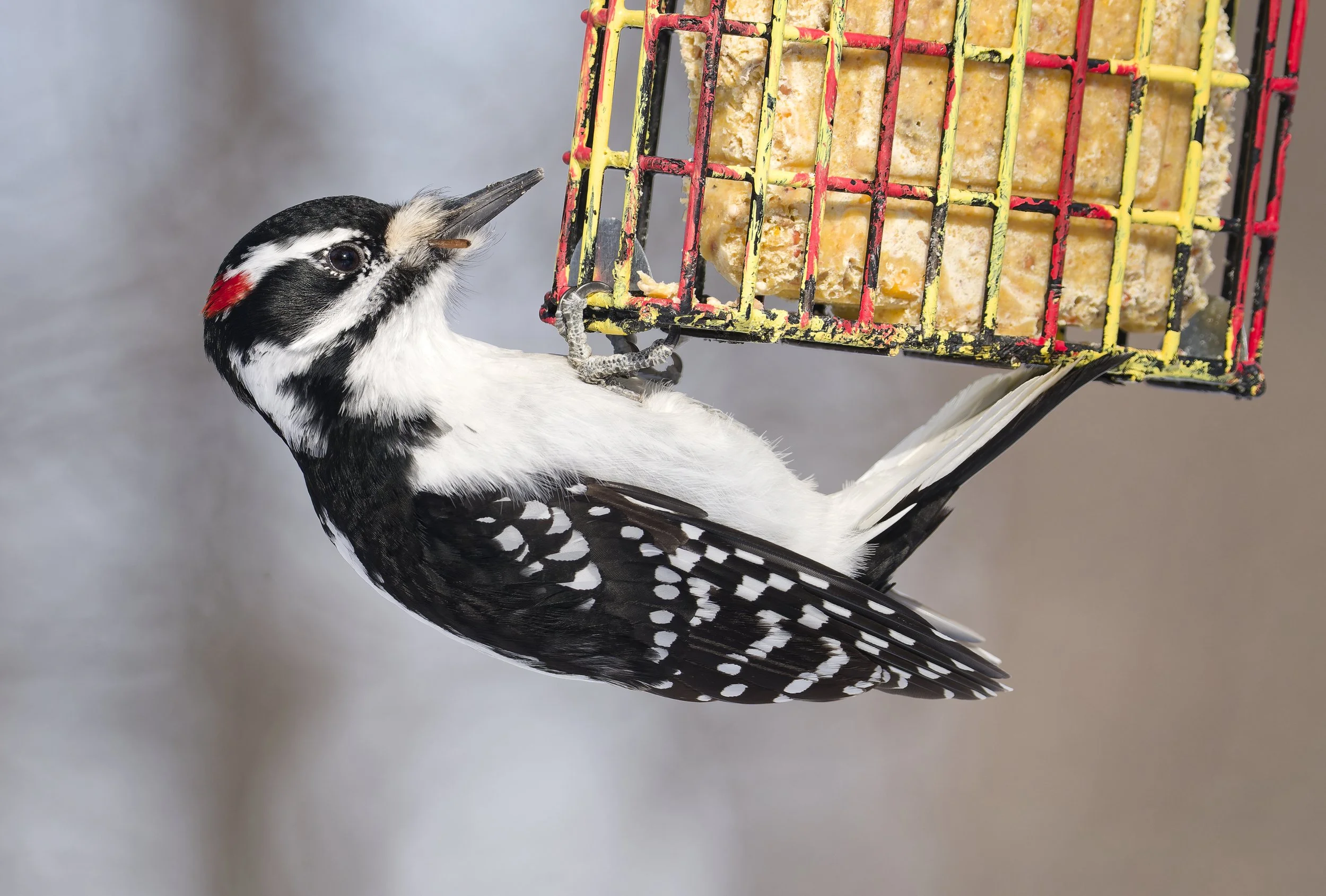Hairy woodpecker feeding on suet