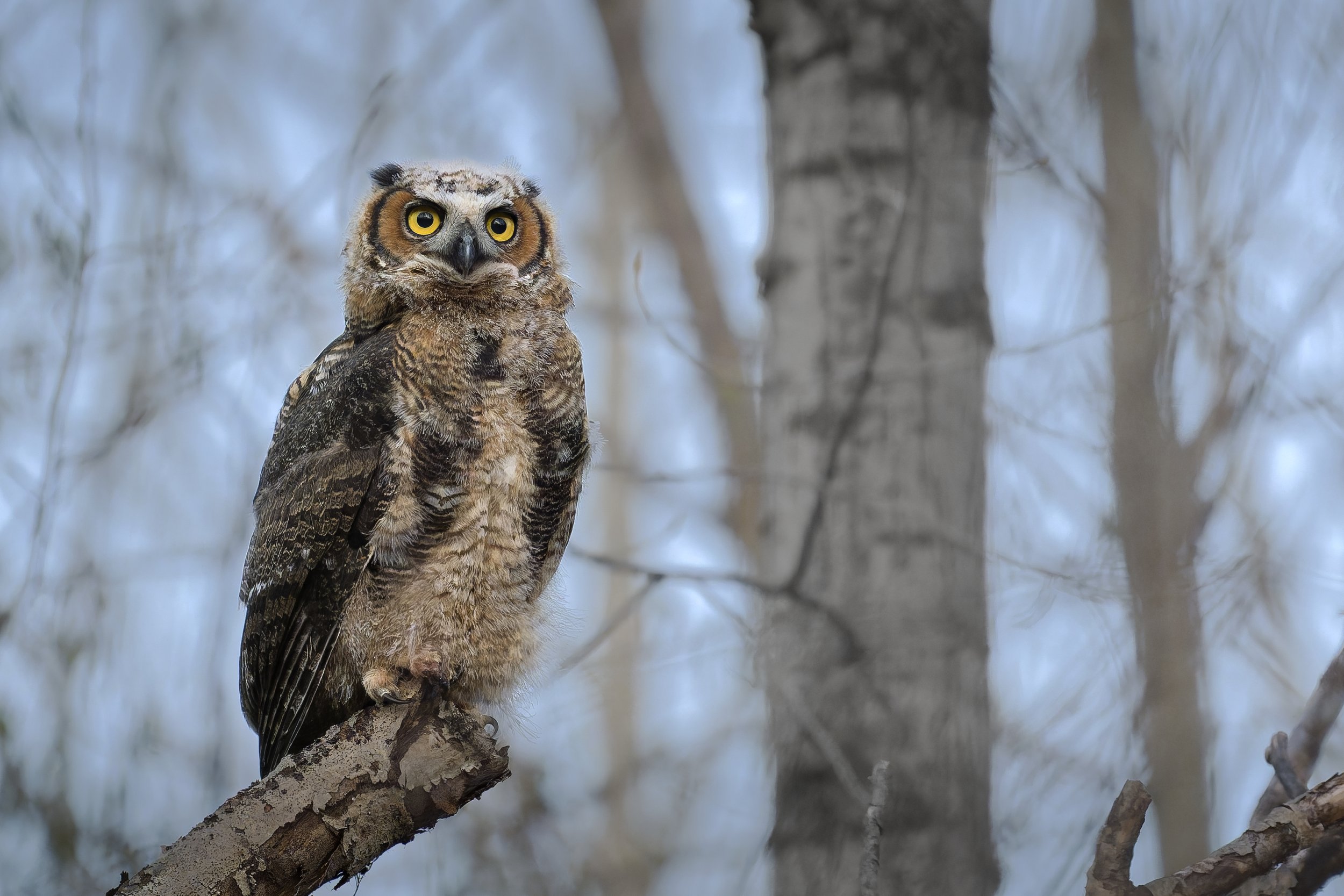 Great horned owlet - almost adult