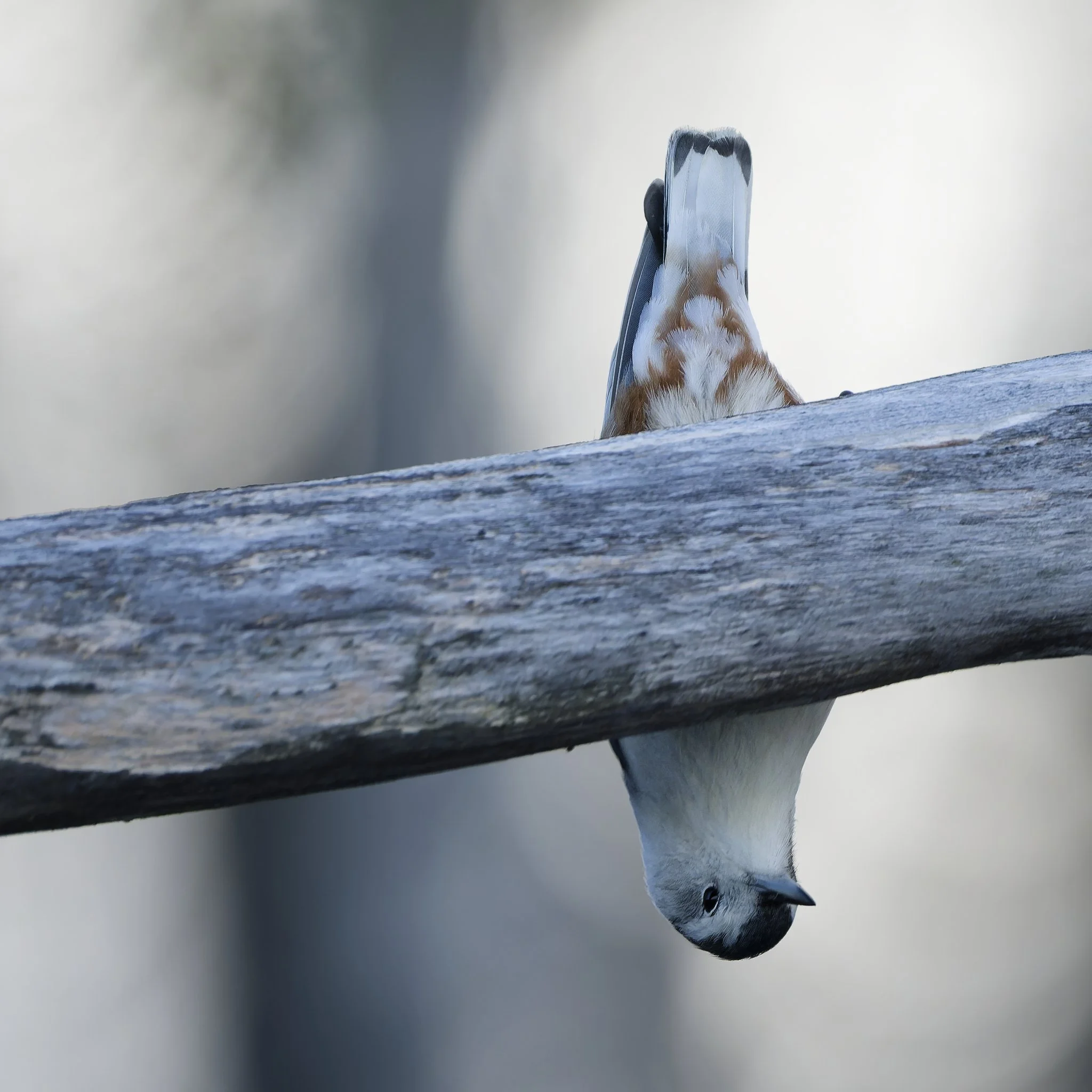 The upside down bird (white-breasted nuthatch)