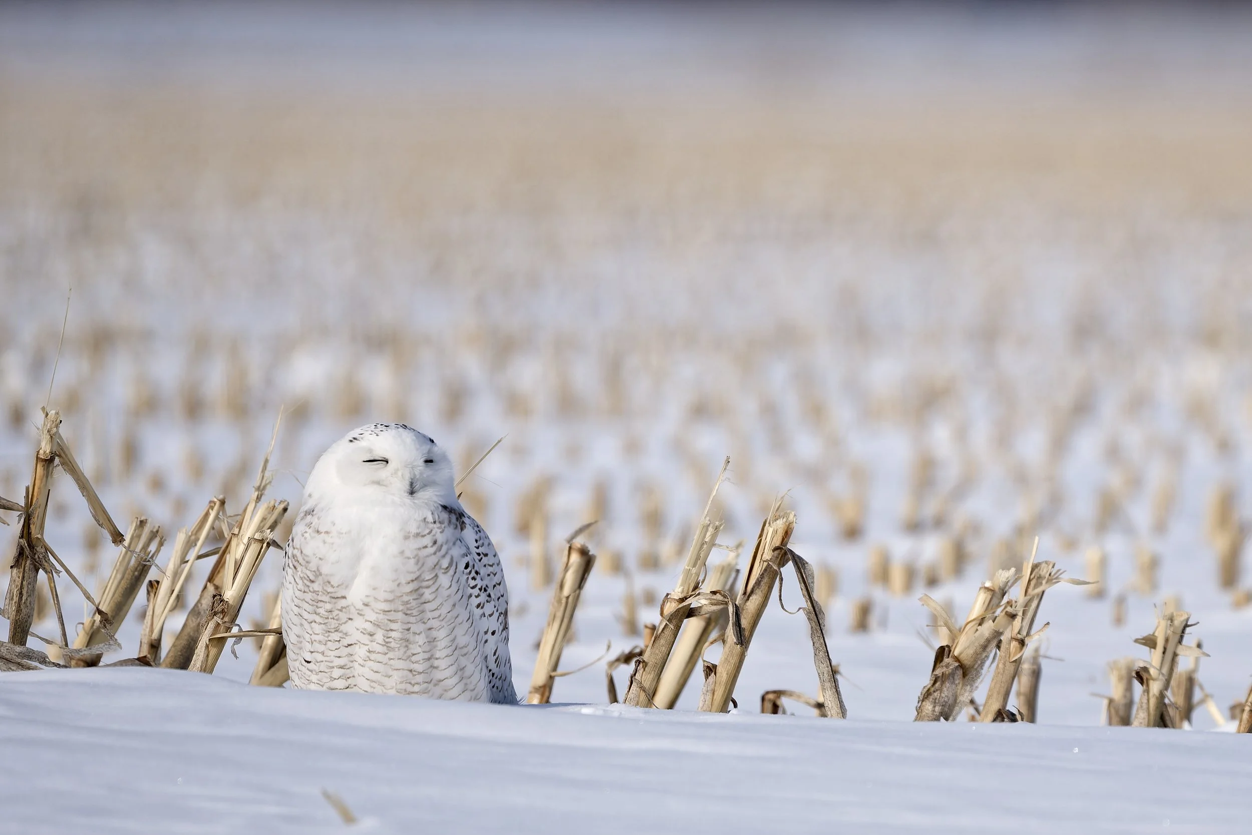 Smily snowy owl
