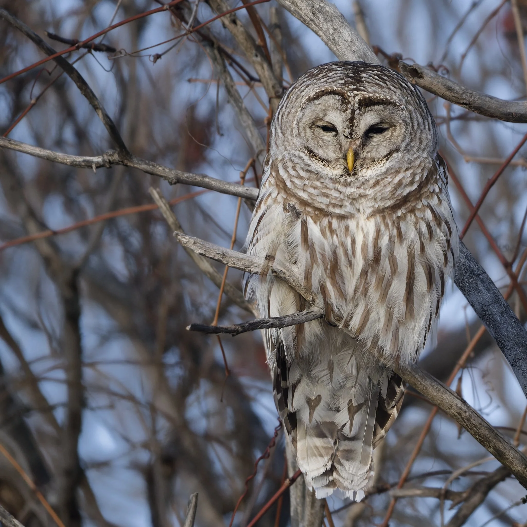 Sleepy barred owl 