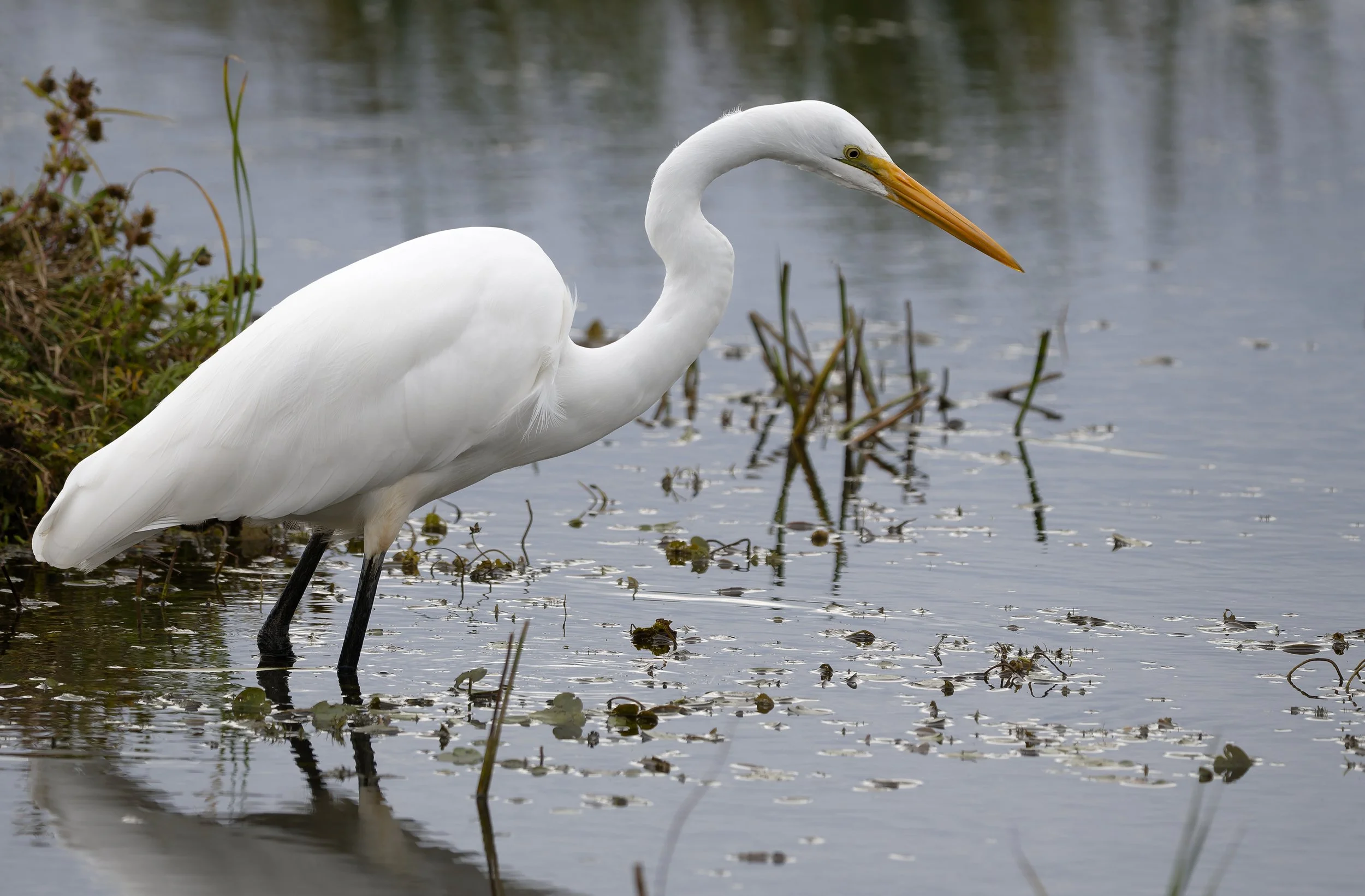 White egret looking for lunch